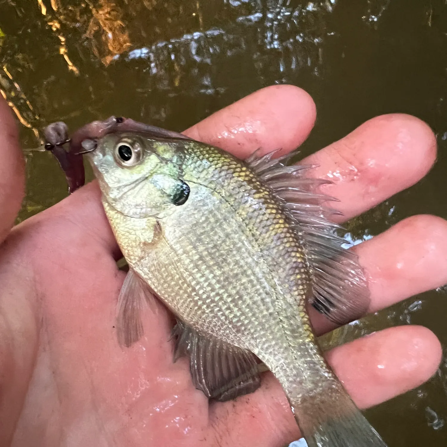 Bluegill caught on Fishbrain