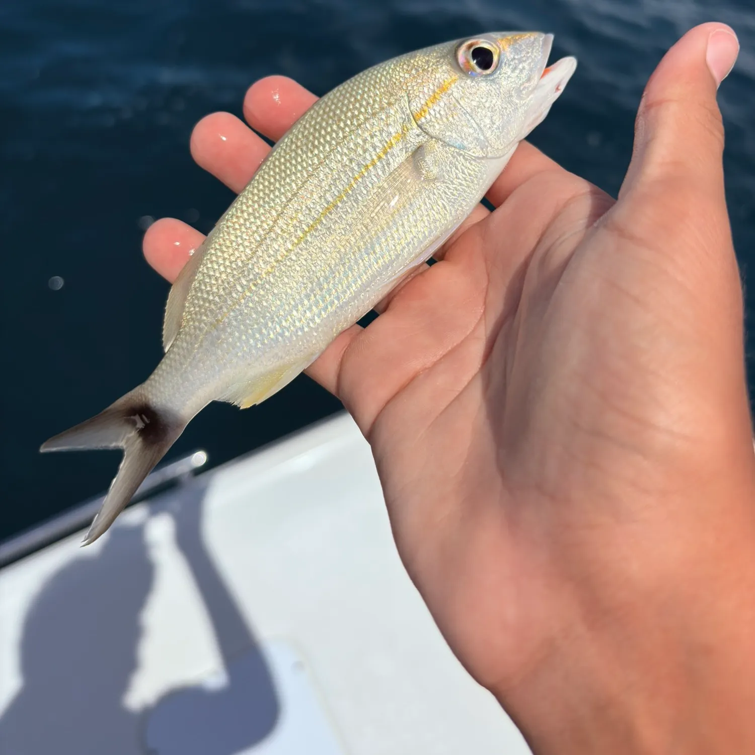 Tomtate grunt caught on Fishbrain