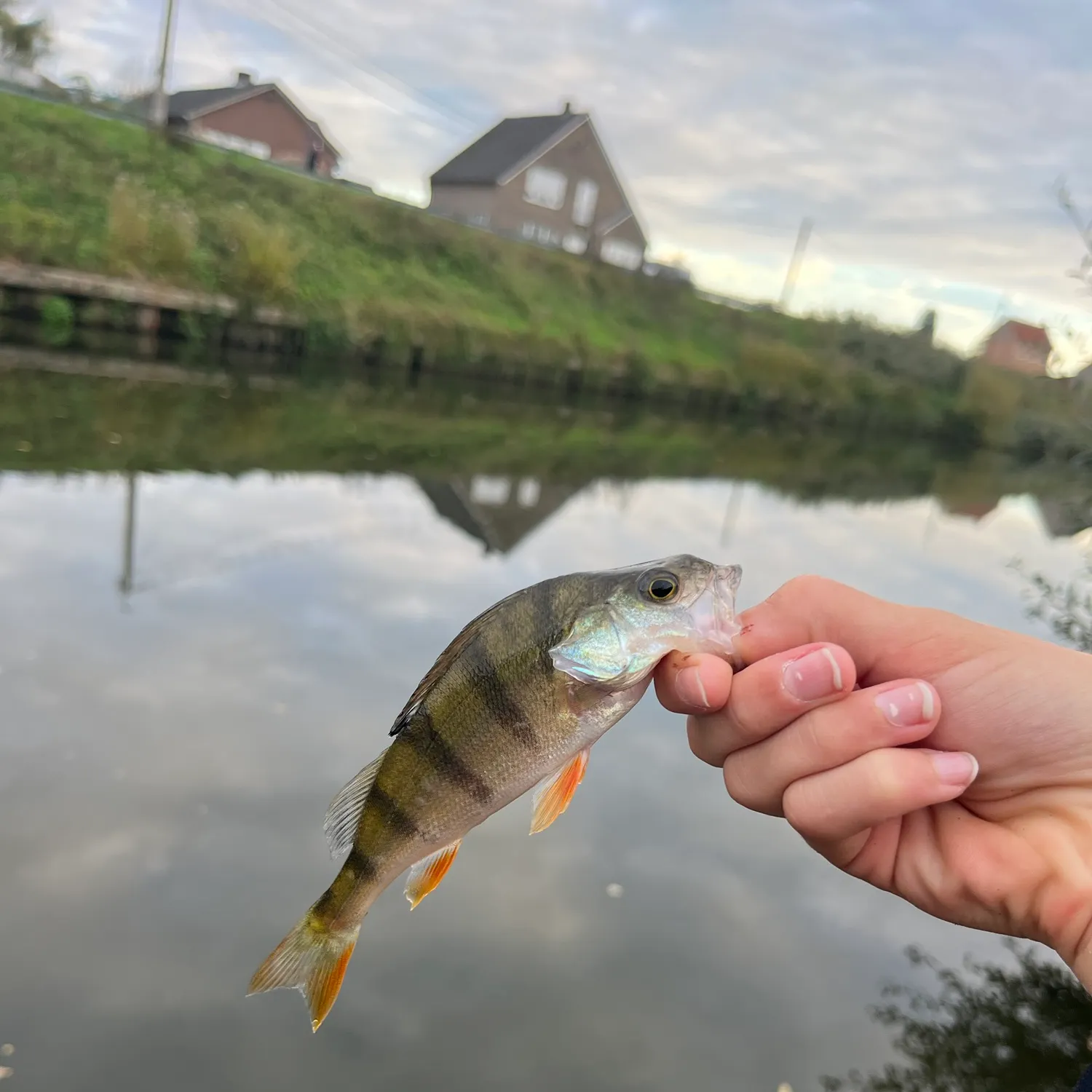 European perch caught on Fishbrain