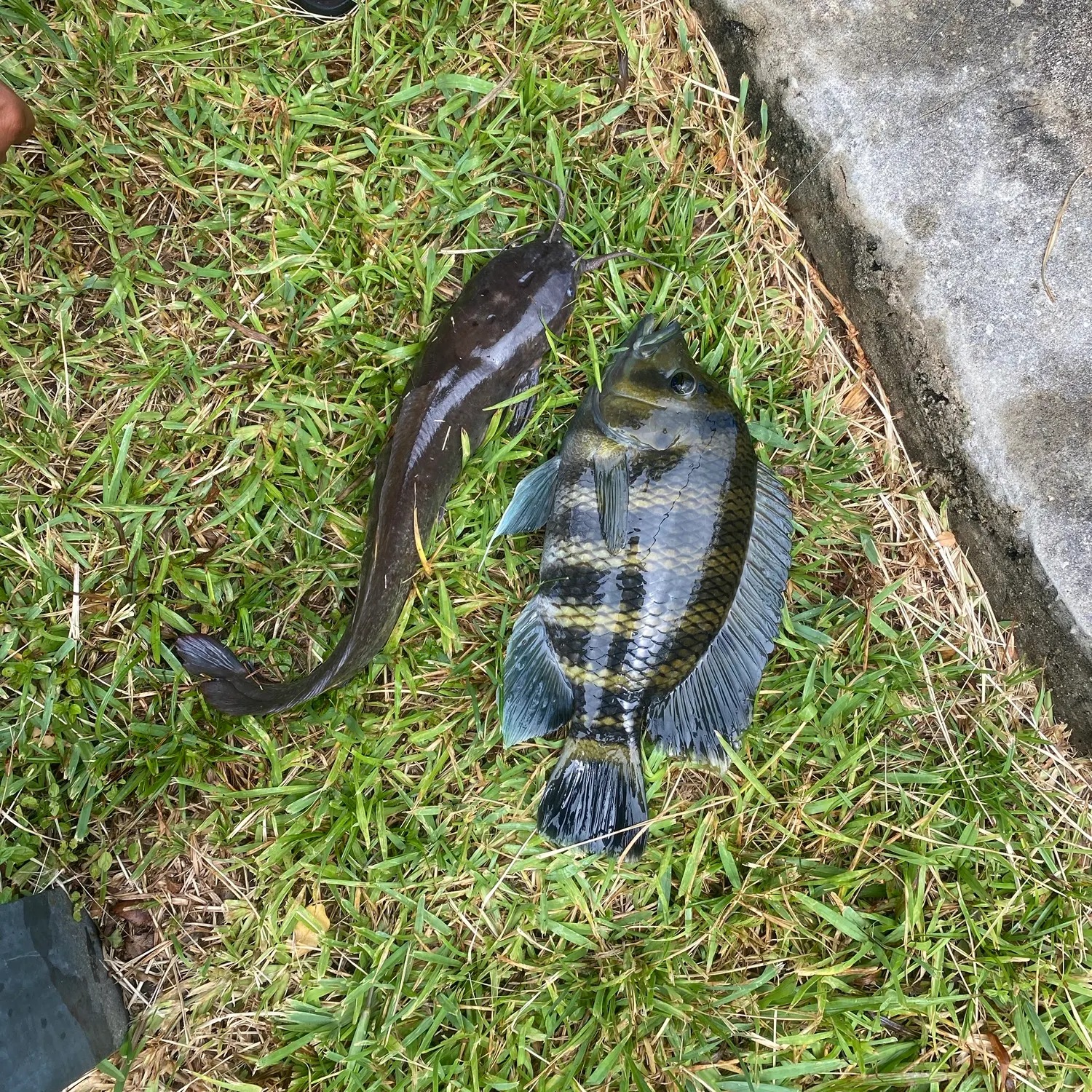 The most recent Zebra tilapia catches on Fishbrain