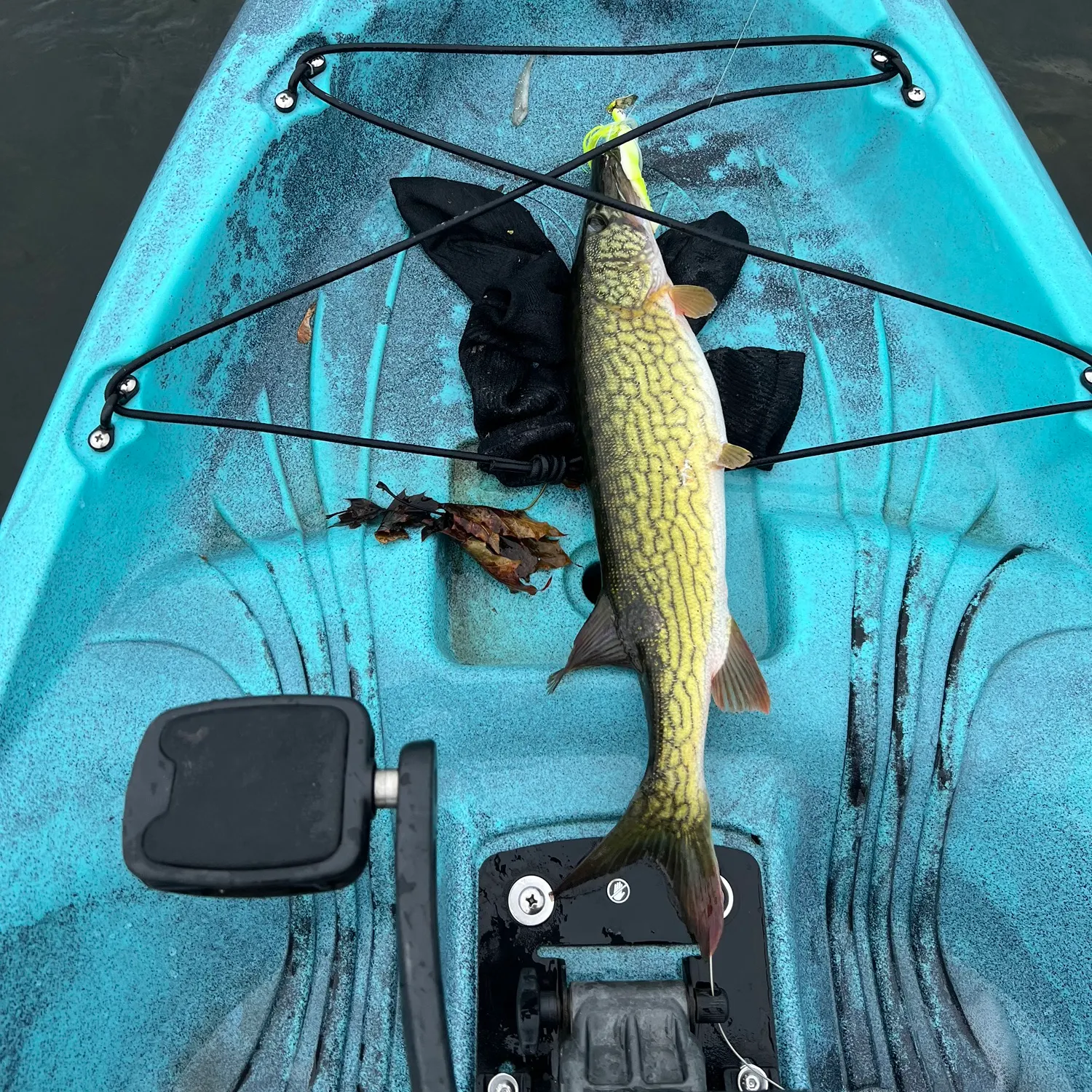 Chain pickerel caught on Fishbrain