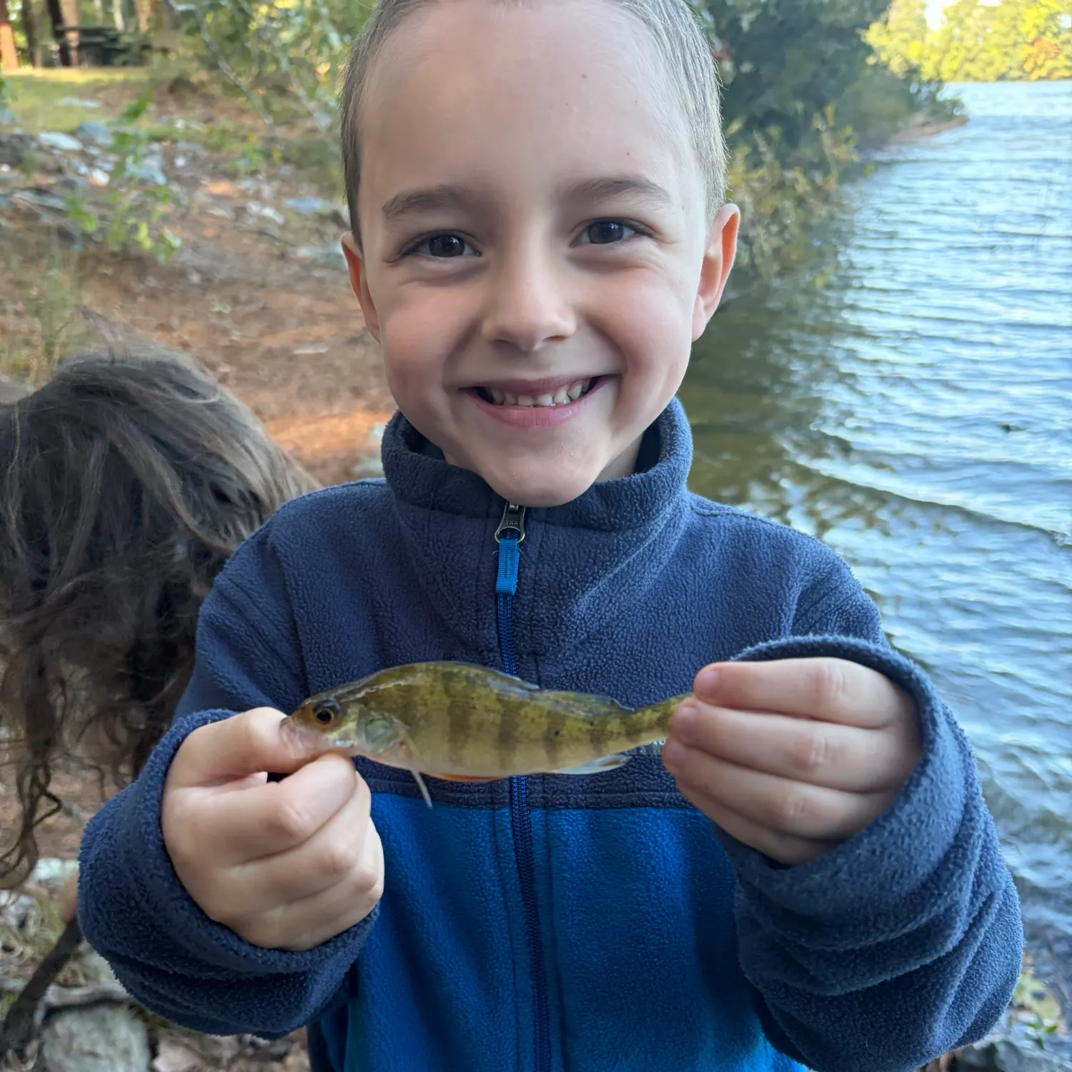 Yellow perch caught on Fishbrain