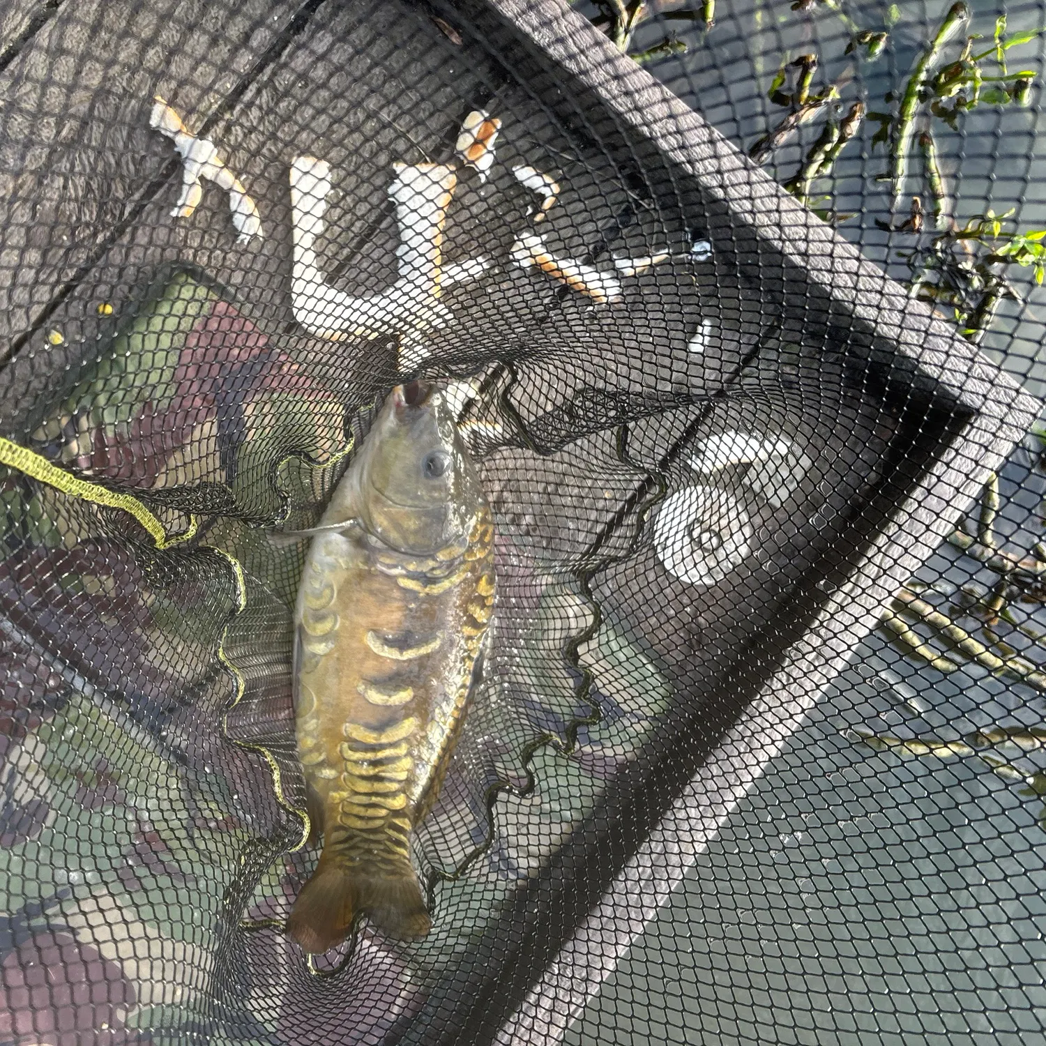 Mirror carp caught on Fishbrain