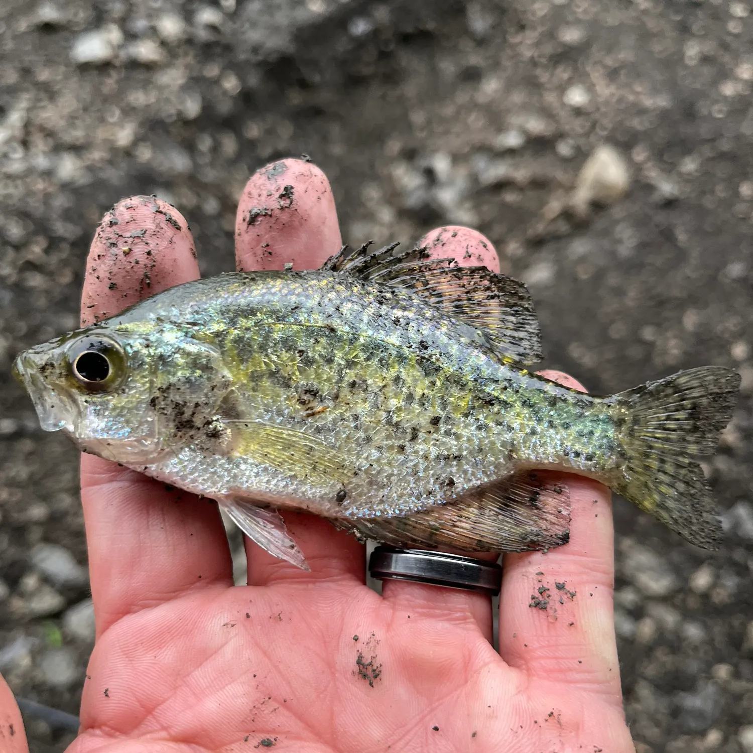 The most recent Flier catches on Fishbrain