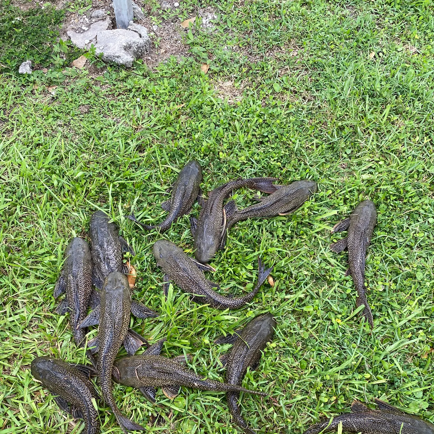 Suckermouth catfish caught on Fishbrain