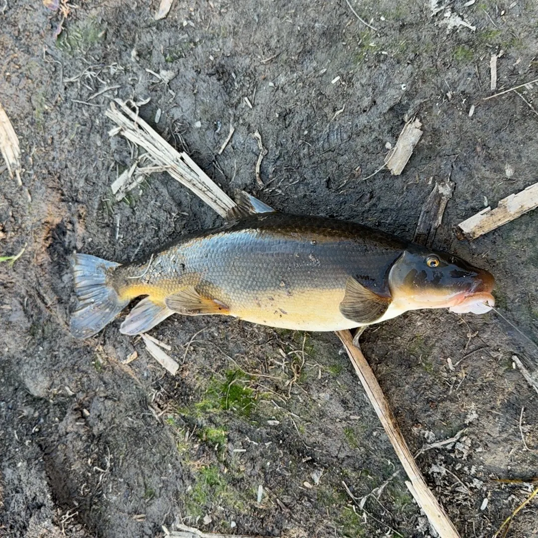 The most recent Sonora sucker catches on Fishbrain