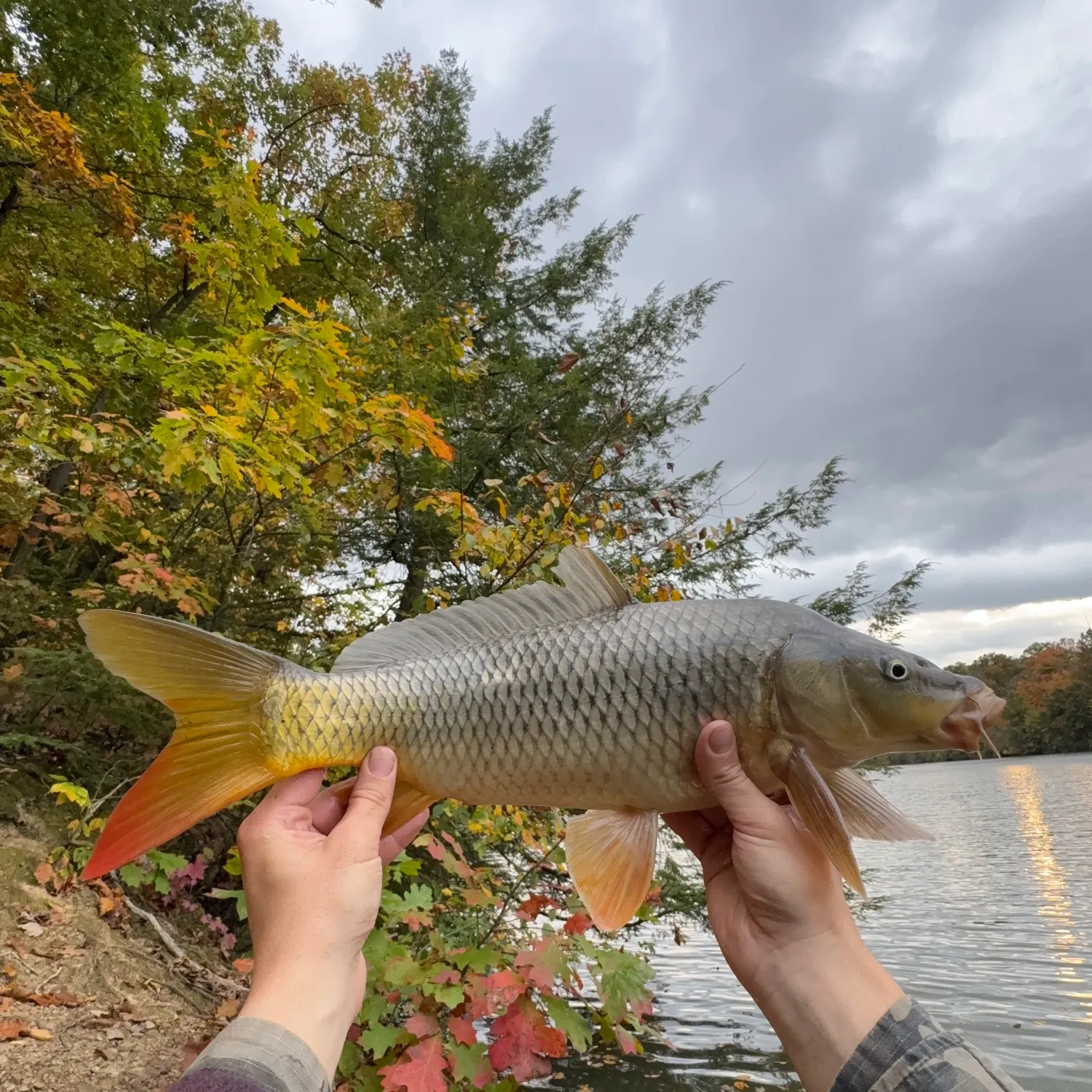 Common carp caught on Fishbrain