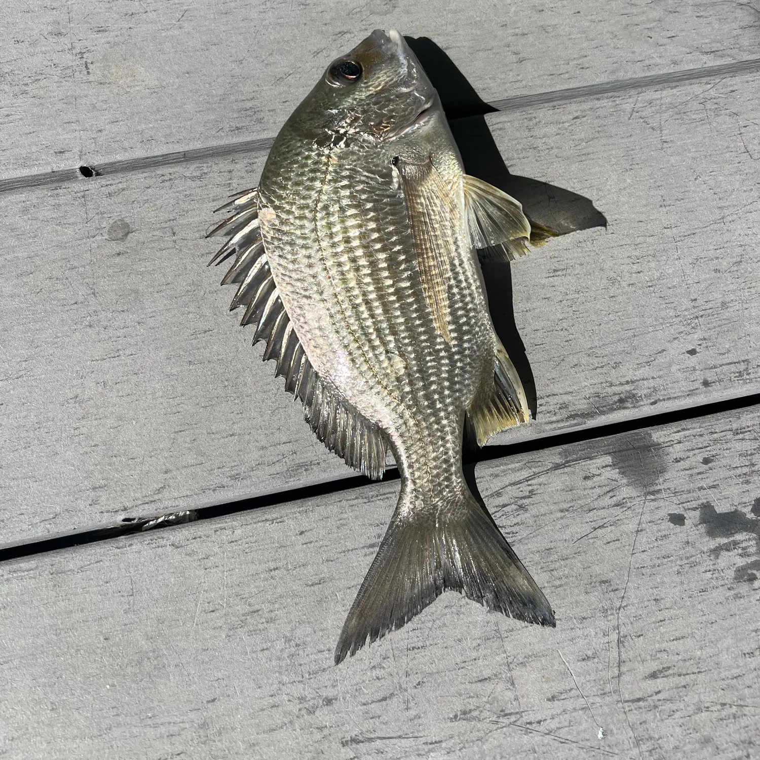 Surf bream caught on Fishbrain