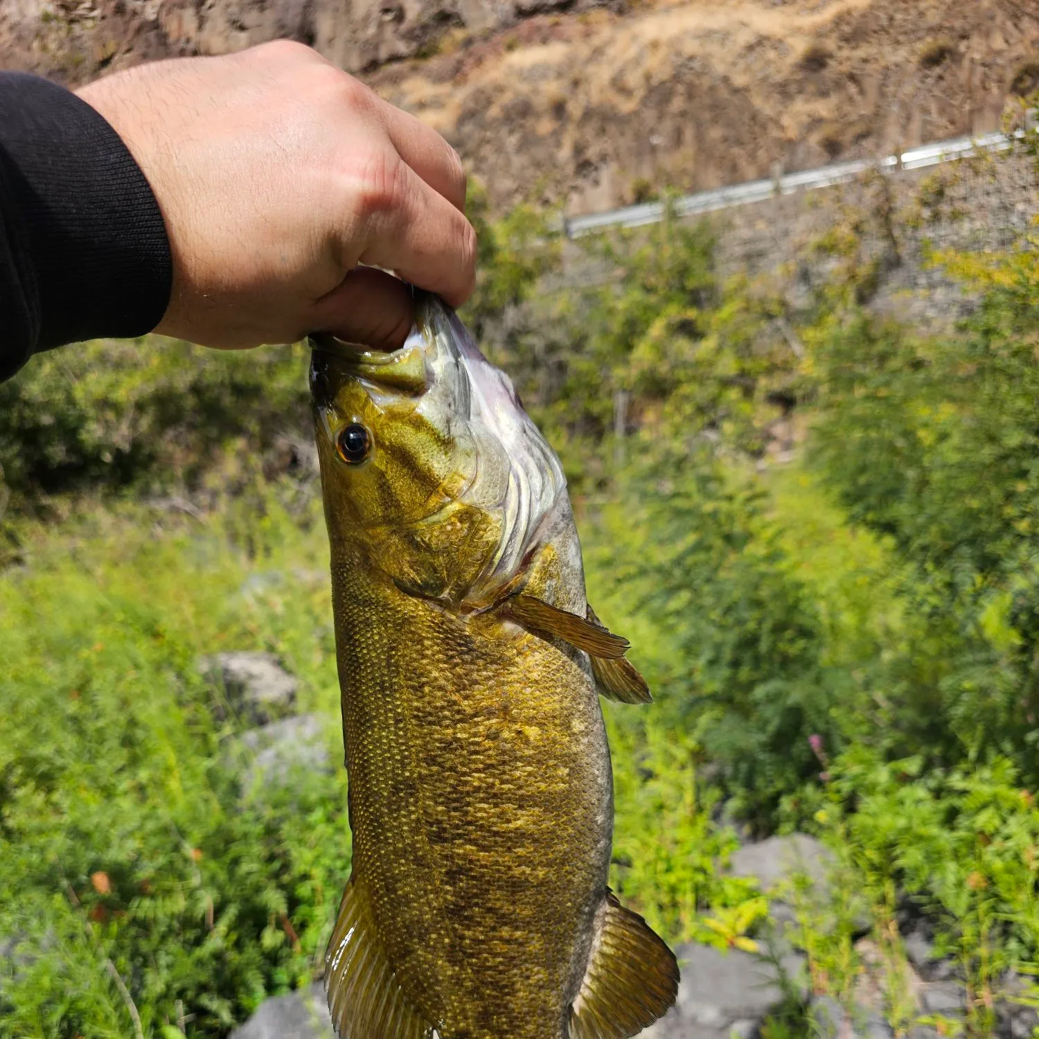 Smallmouth bass caught on Fishbrain