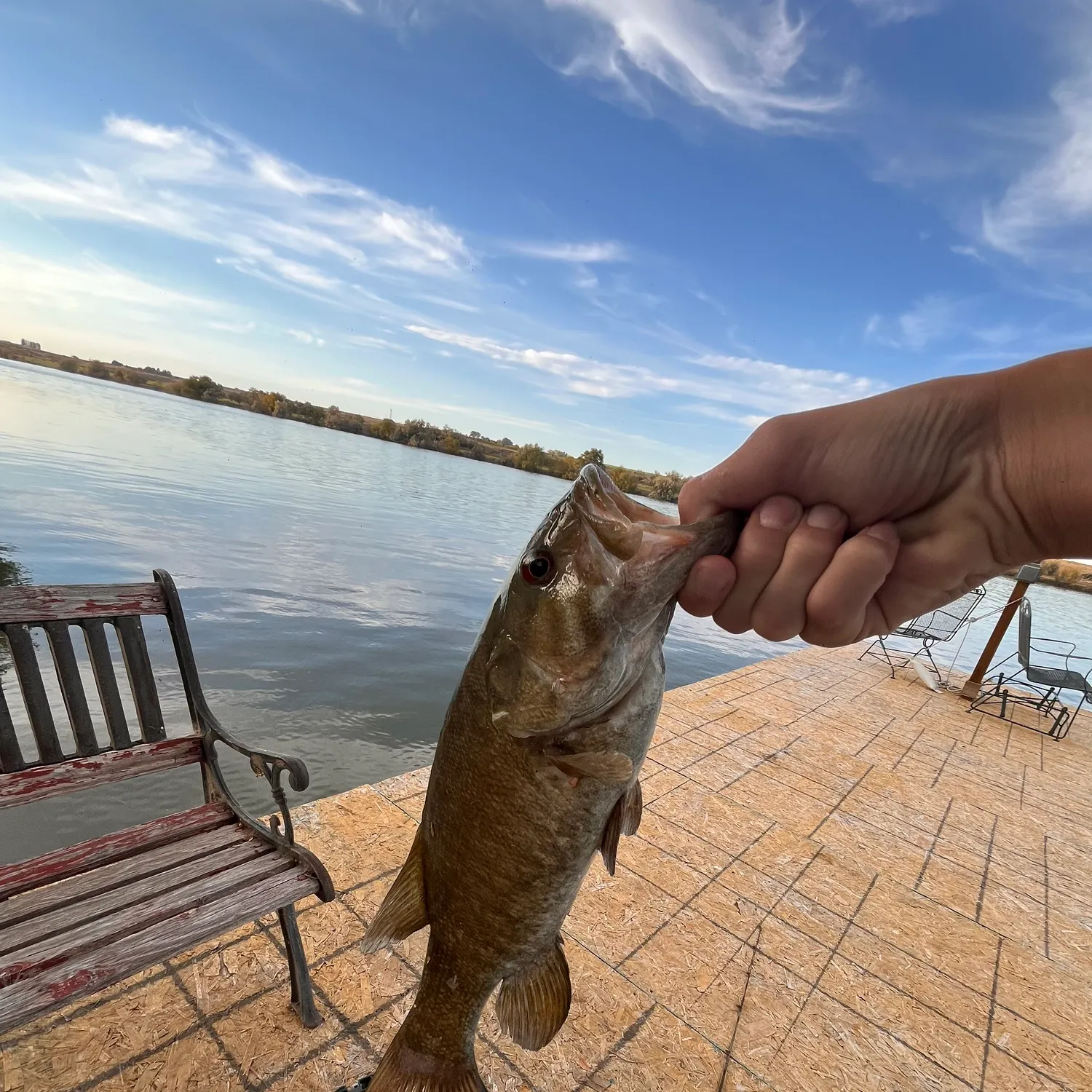 Smallmouth bass caught on Fishbrain