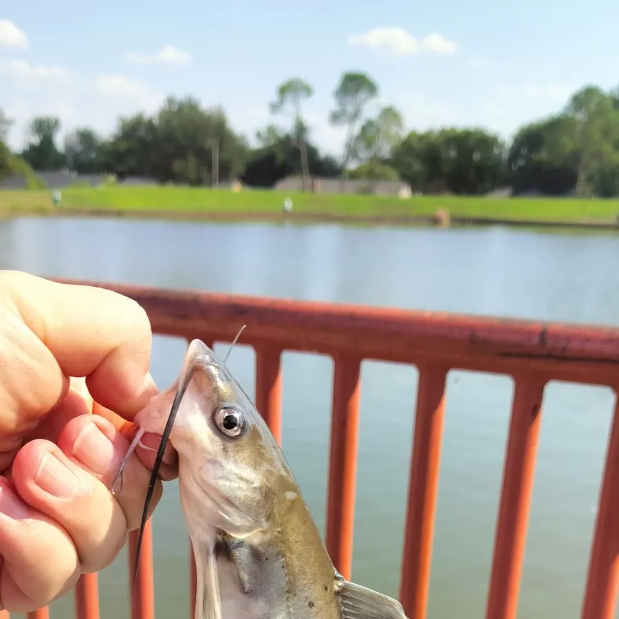 Channel catfish caught on Fishbrain
