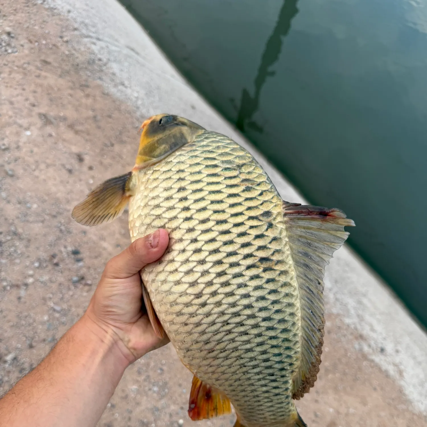 Common carp caught on Fishbrain