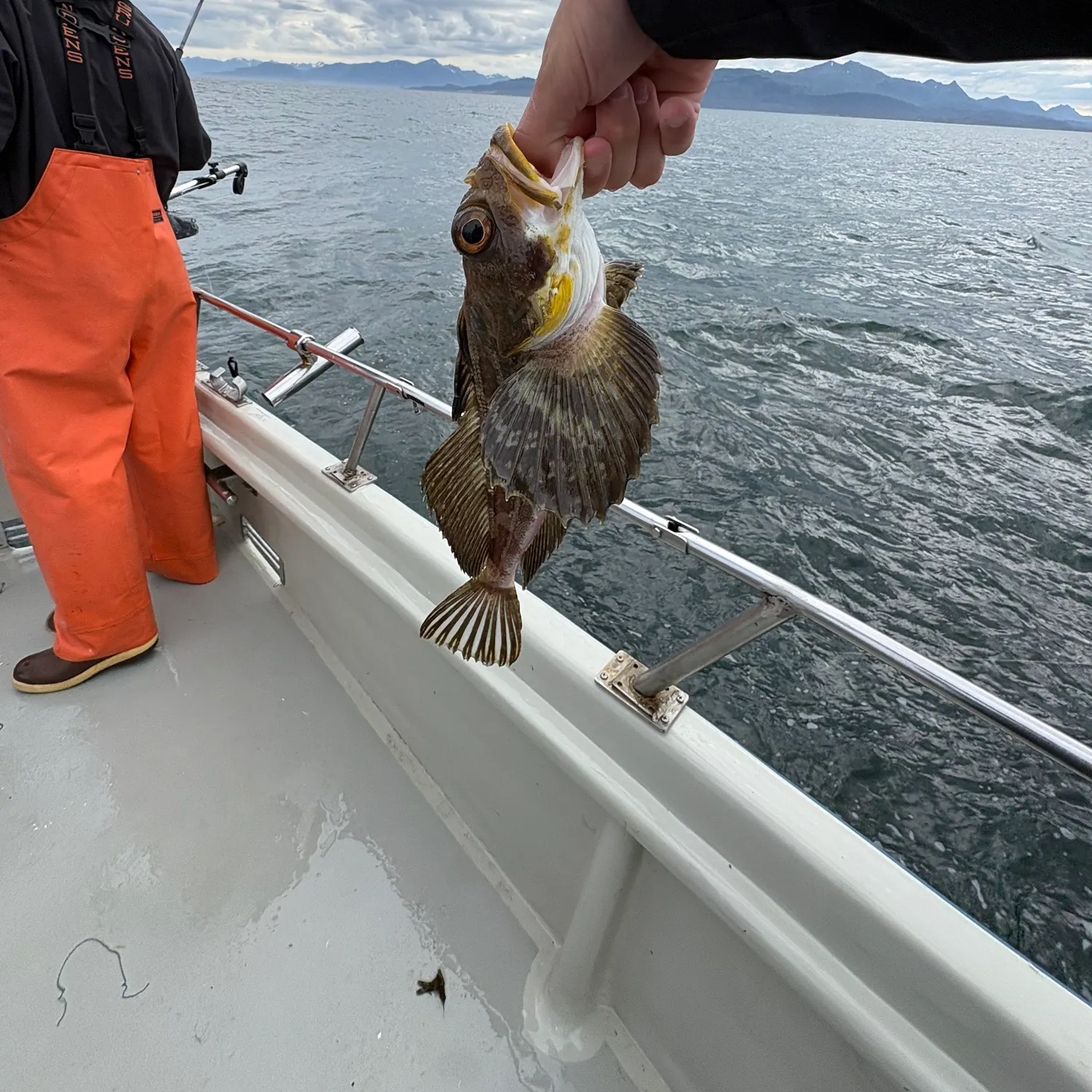 Kelp greenling caught on Fishbrain