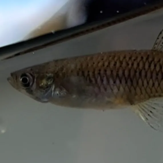 The most recent Western mosquitofish catches on Fishbrain