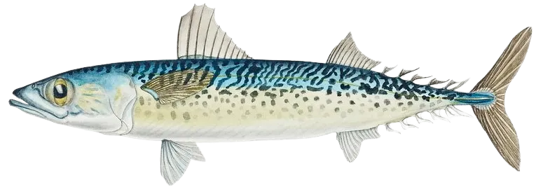 Blue mackerel
