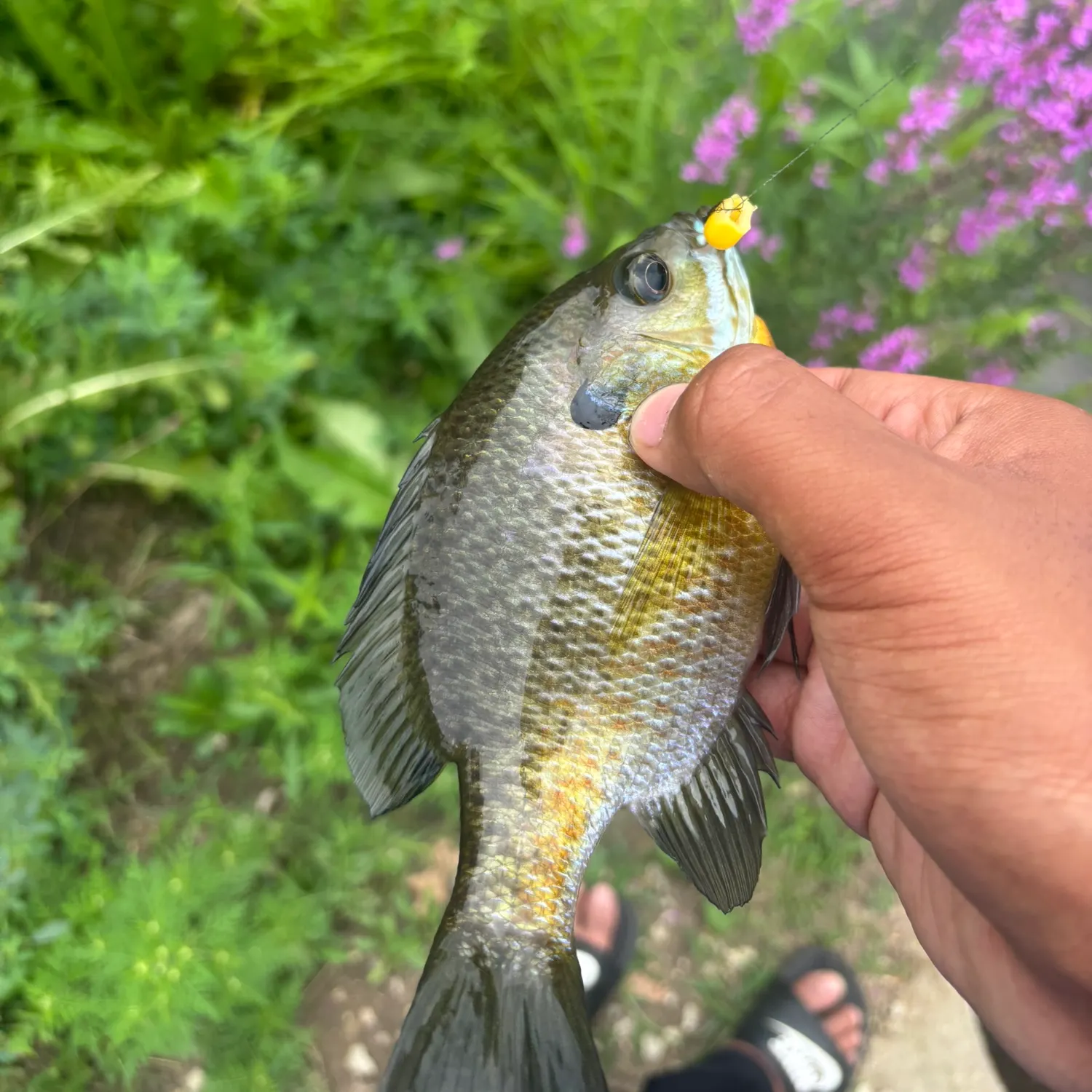 Bluegill caught on Fishbrain
