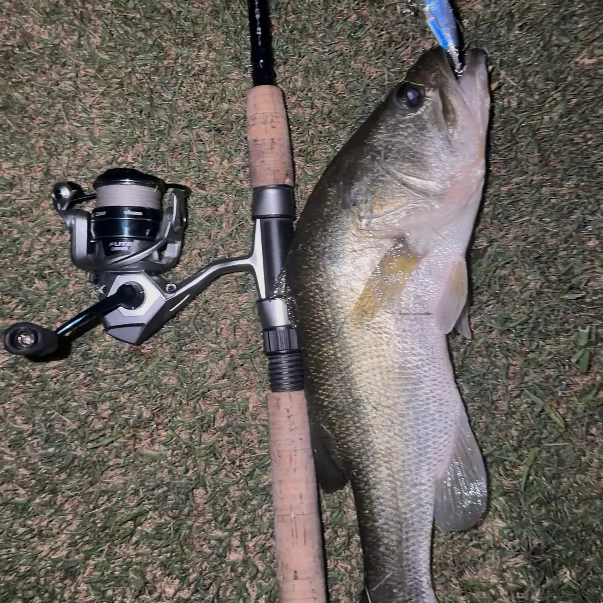 The most recent Florida bass catches on Fishbrain