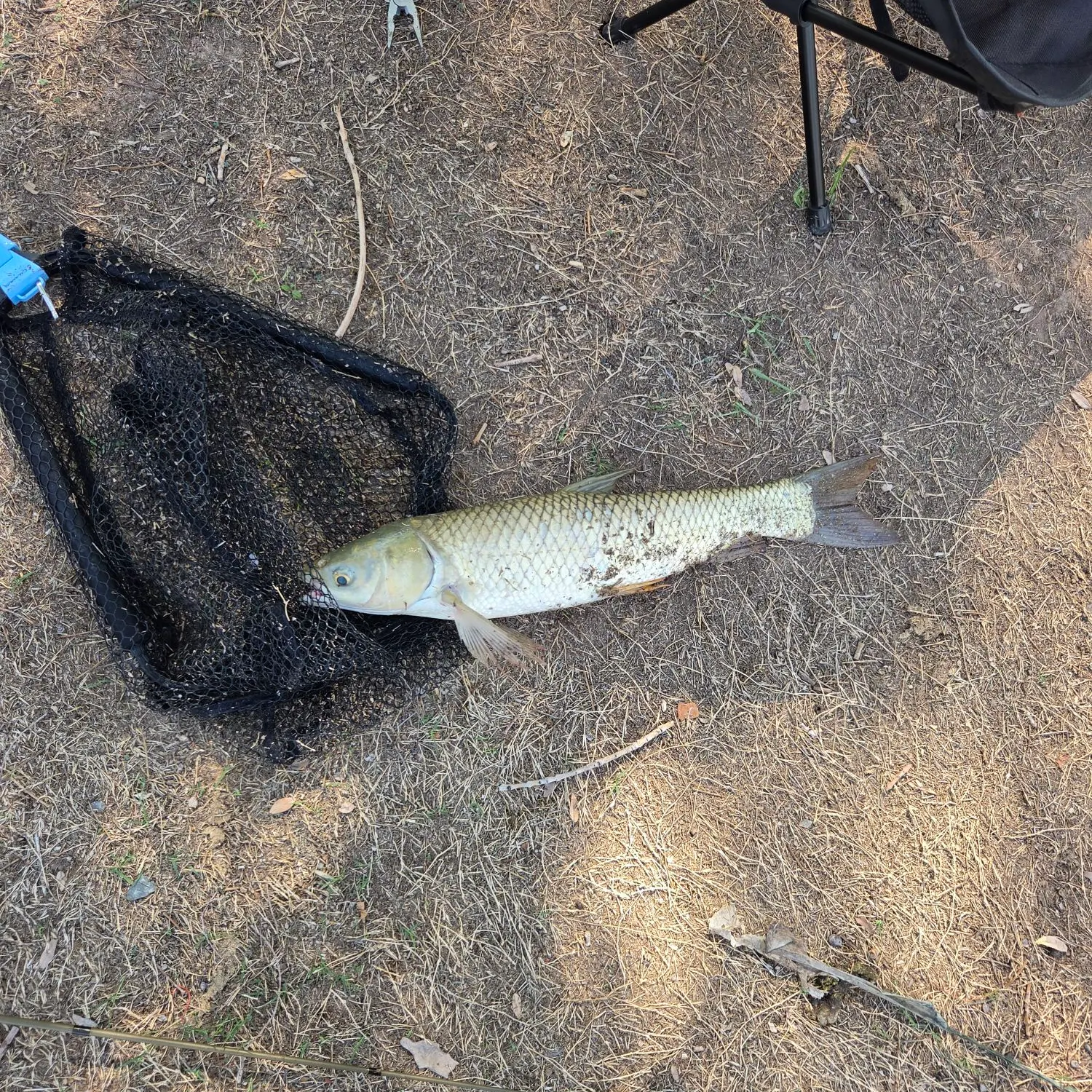 Grass carp caught on Fishbrain