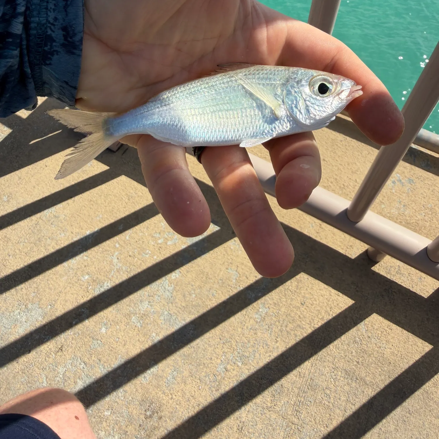The most recent Tidewater mojarra catches on Fishbrain