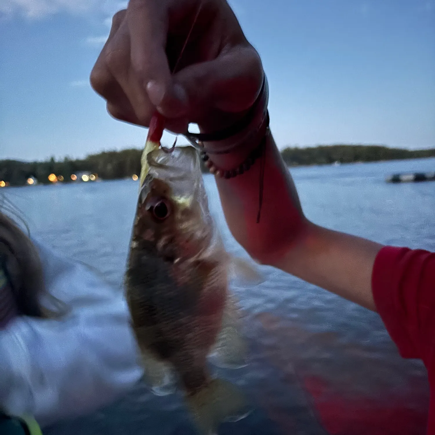 Yellow perch caught on Fishbrain