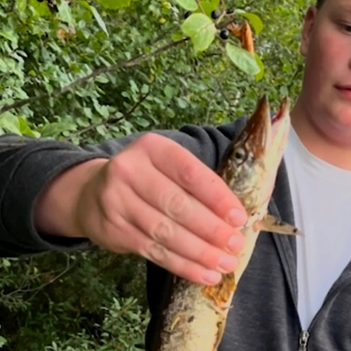 Northern pike caught on Fishbrain