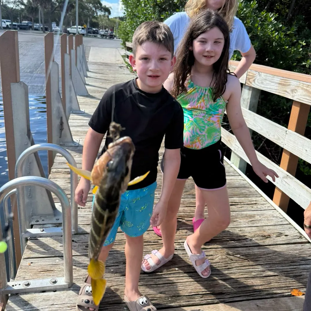 Yellow perch caught on Fishbrain