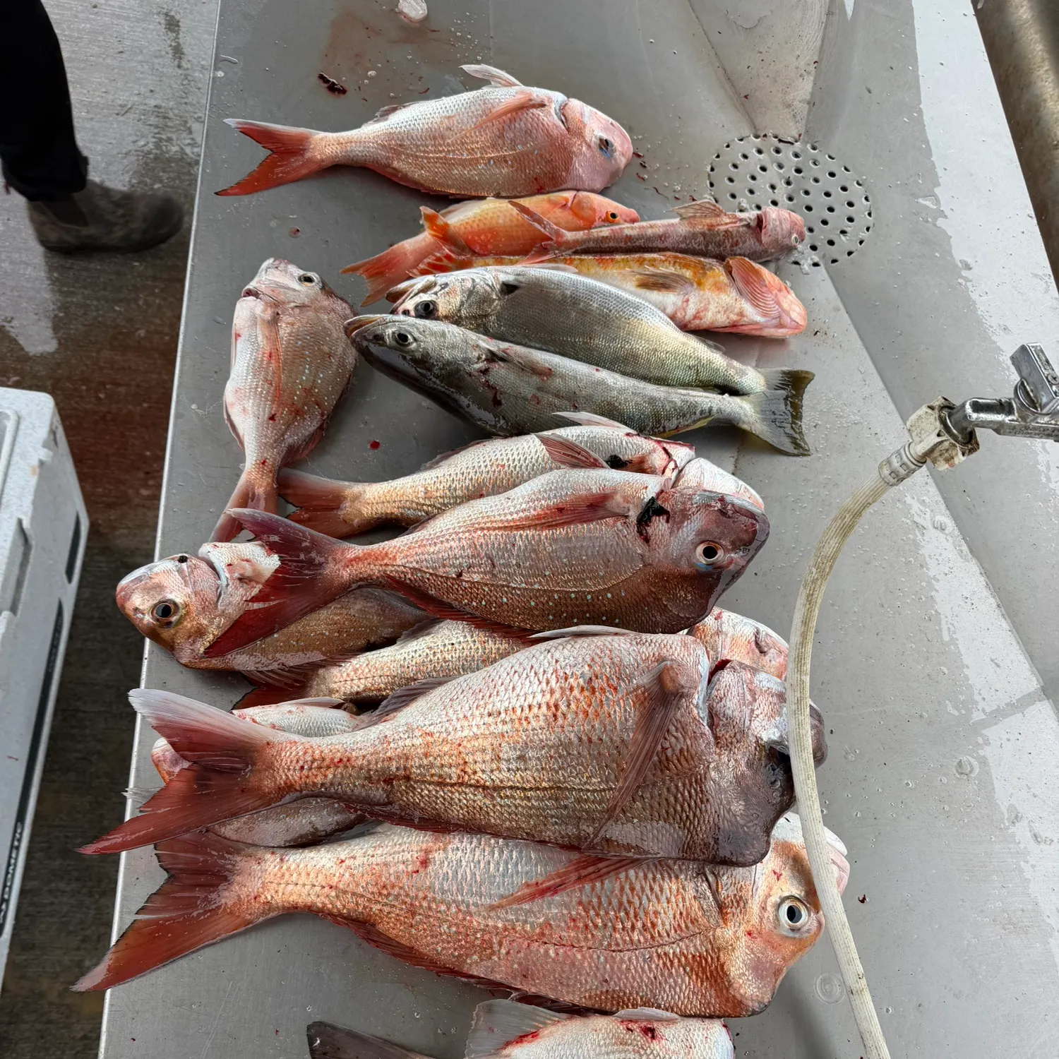 Australasian snapper caught on Fishbrain