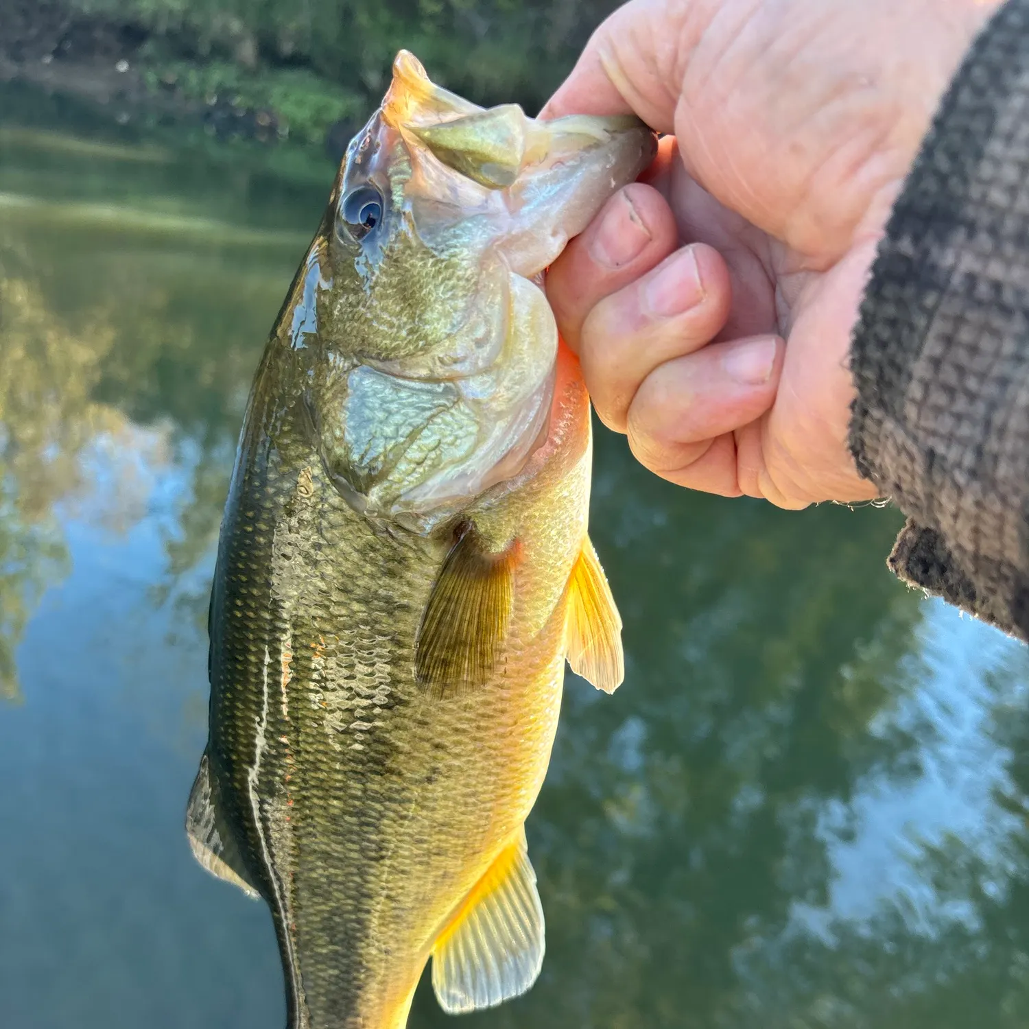 Largemouth bass caught on Fishbrain