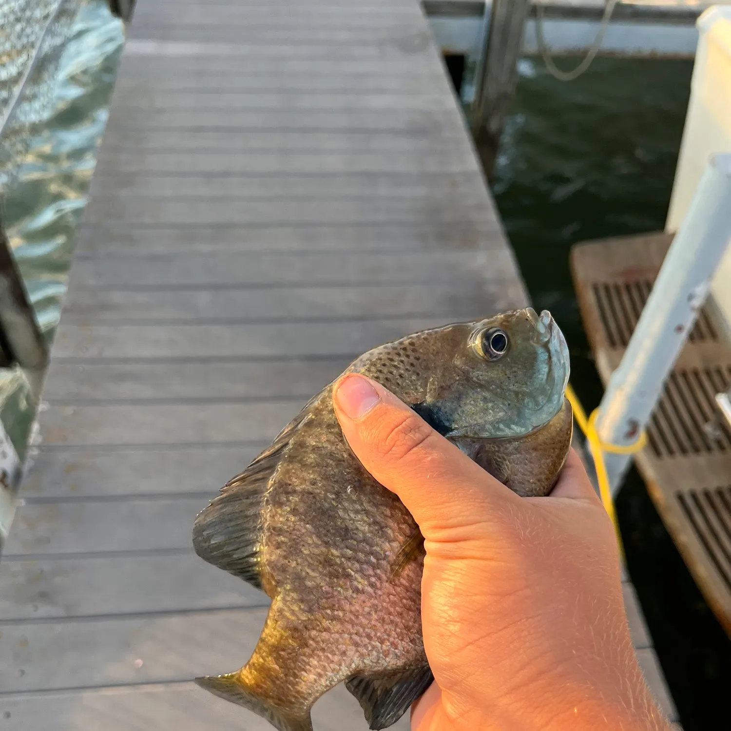 The most recent Bluegill catches on Fishbrain