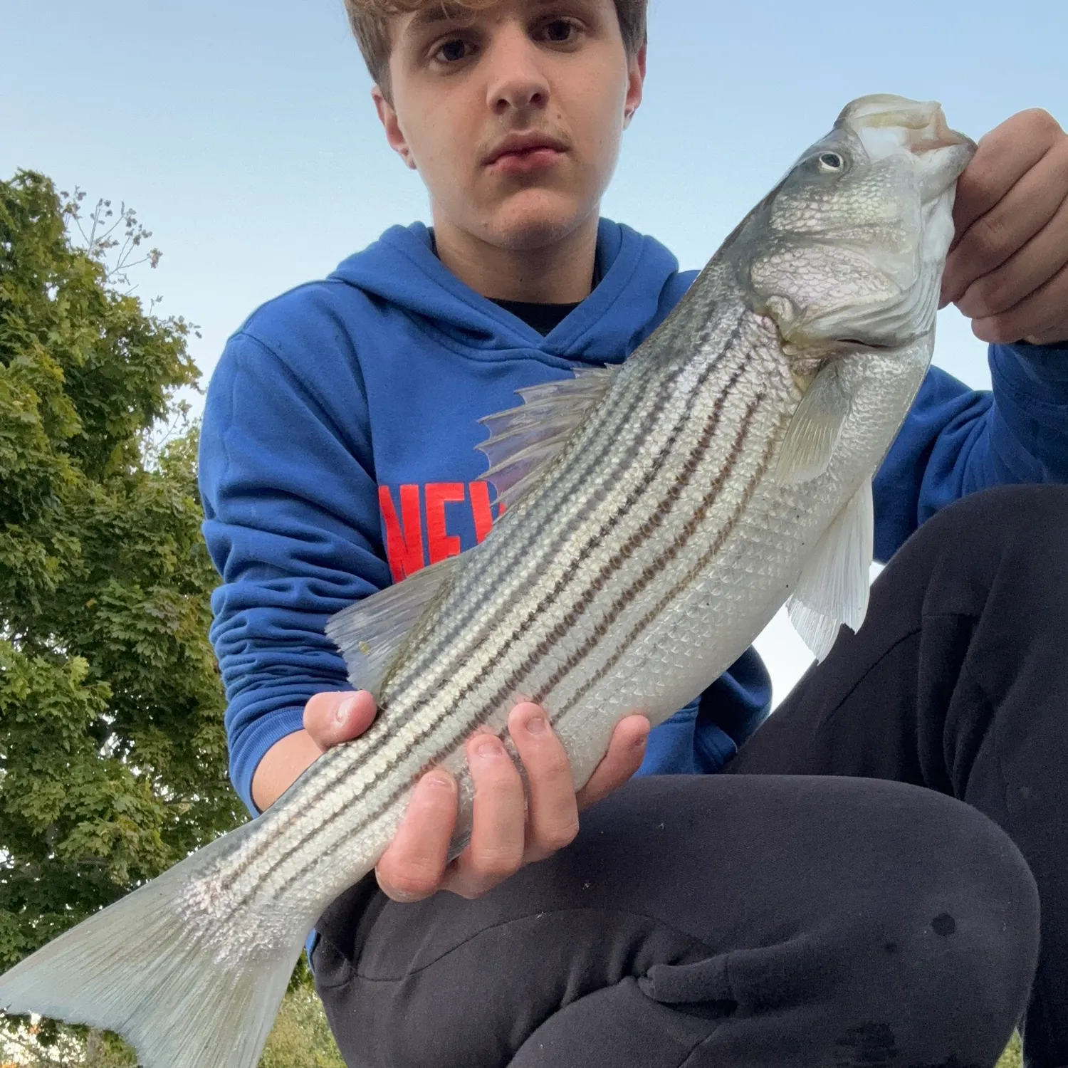 Striped bass caught on Fishbrain