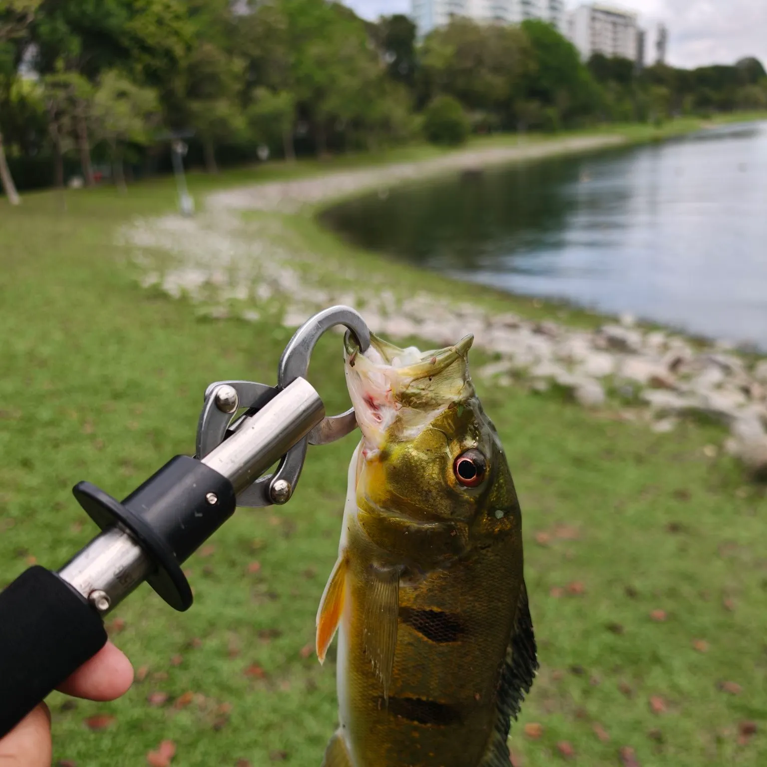 catch