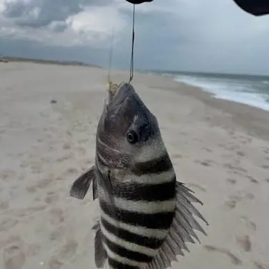 The most recent Sheepshead catches on Fishbrain