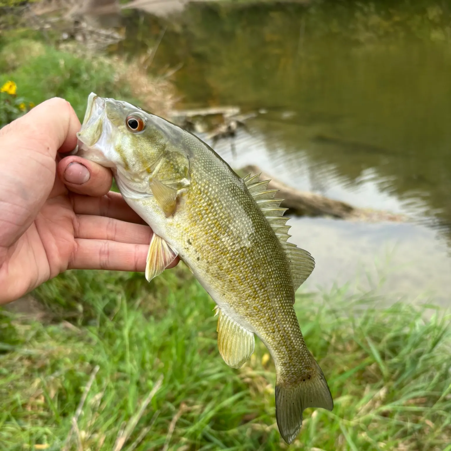 The most recent Smallmouth bass catches on Fishbrain