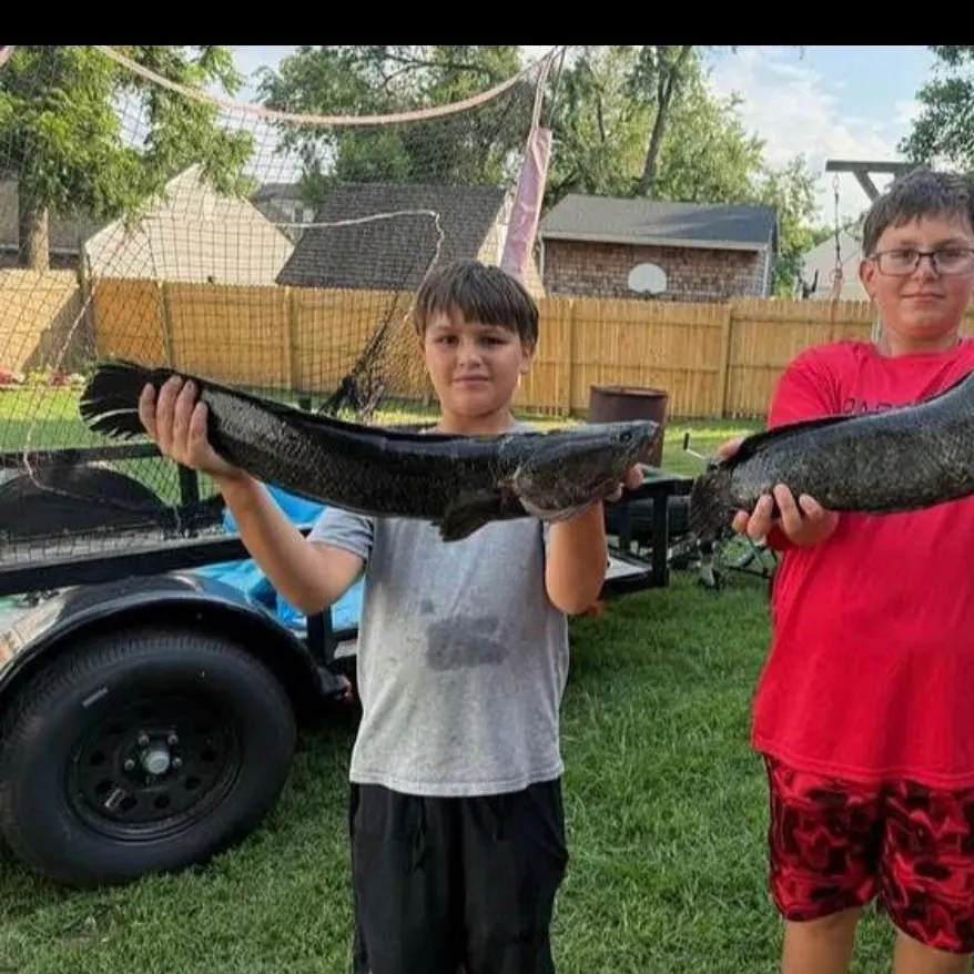 The most recent Northern snakehead catches on Fishbrain