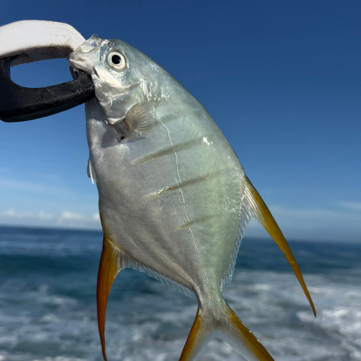 Gafftopsail pompano caught on Fishbrain