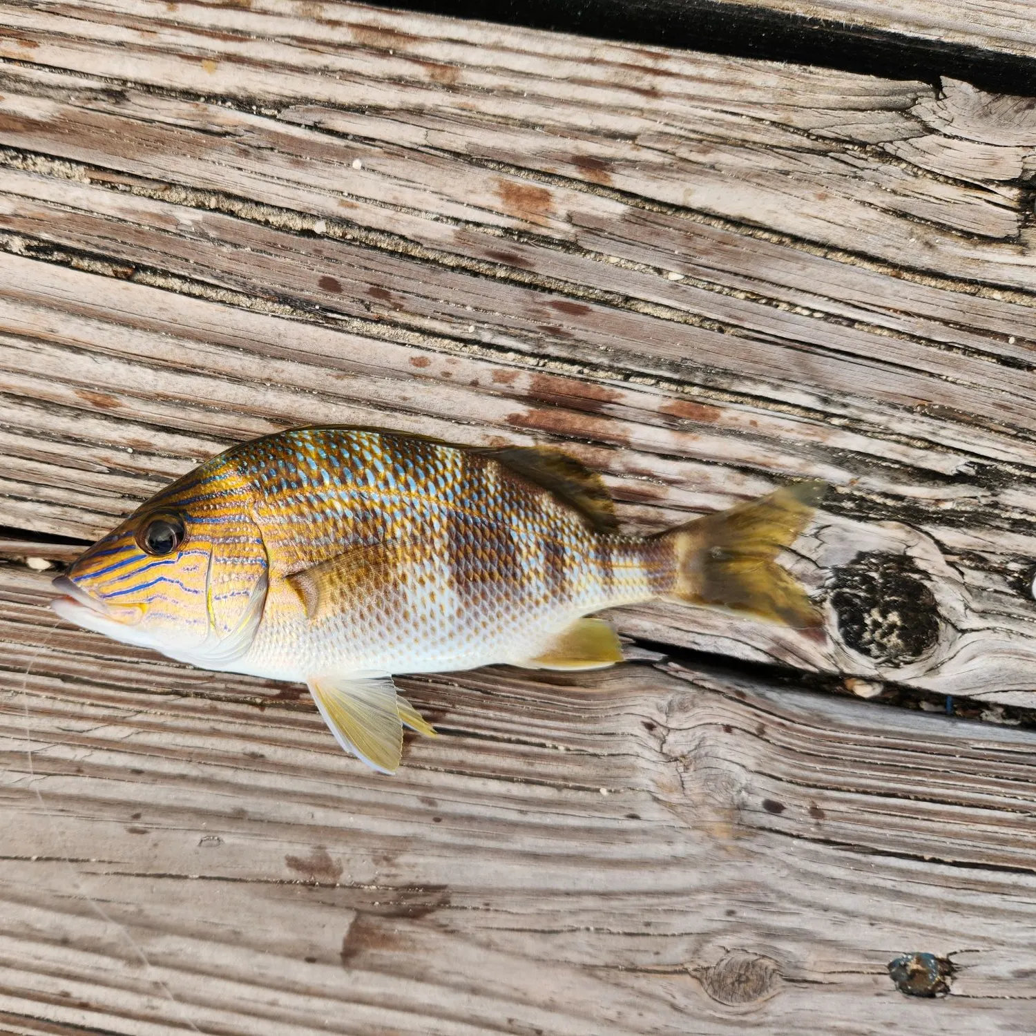 The most recent White grunt catches on Fishbrain