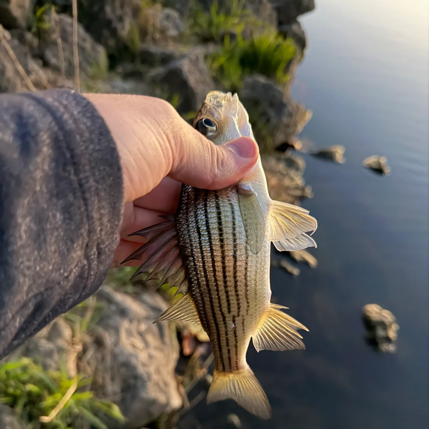 Yellow bass caught on Fishbrain