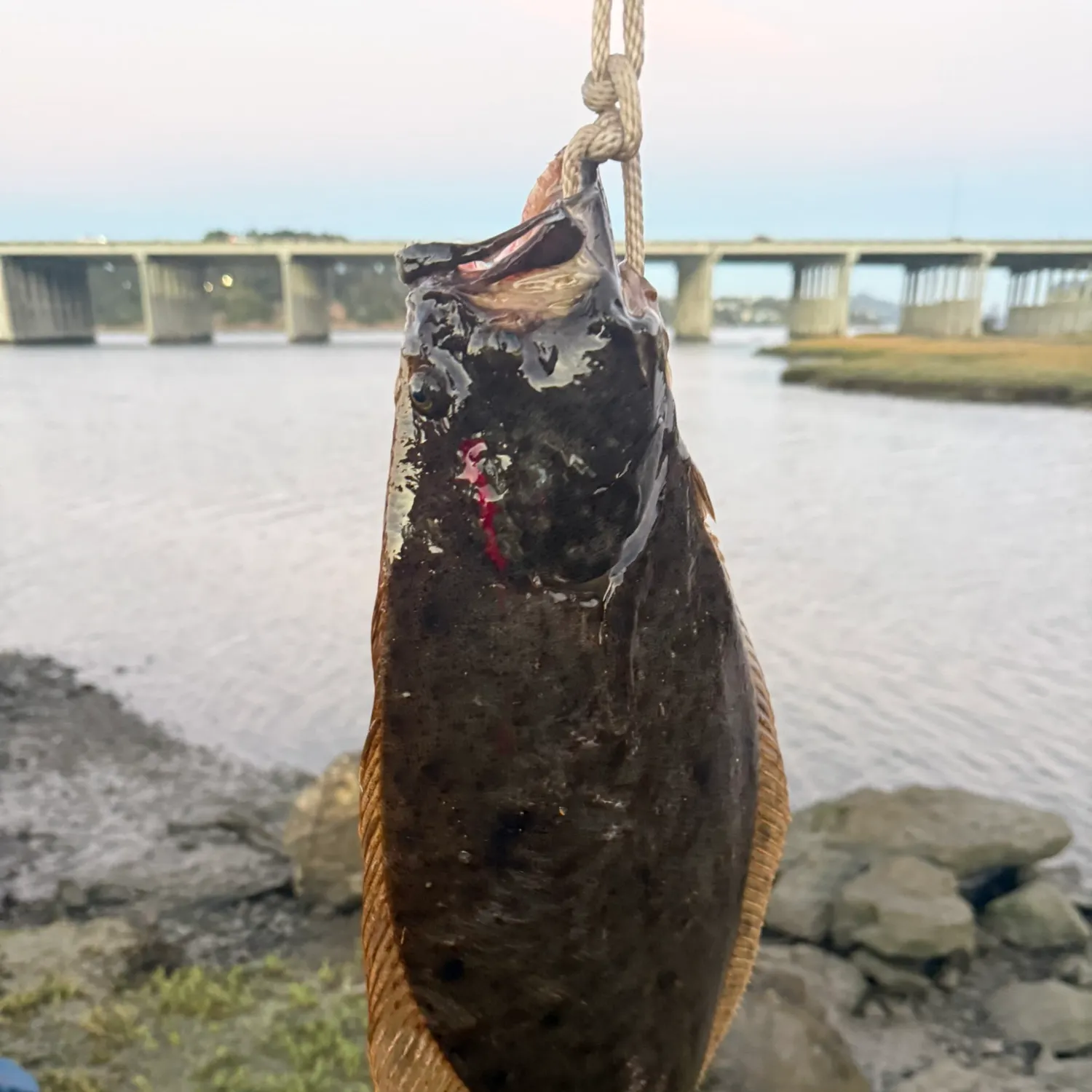 California halibut caught on Fishbrain