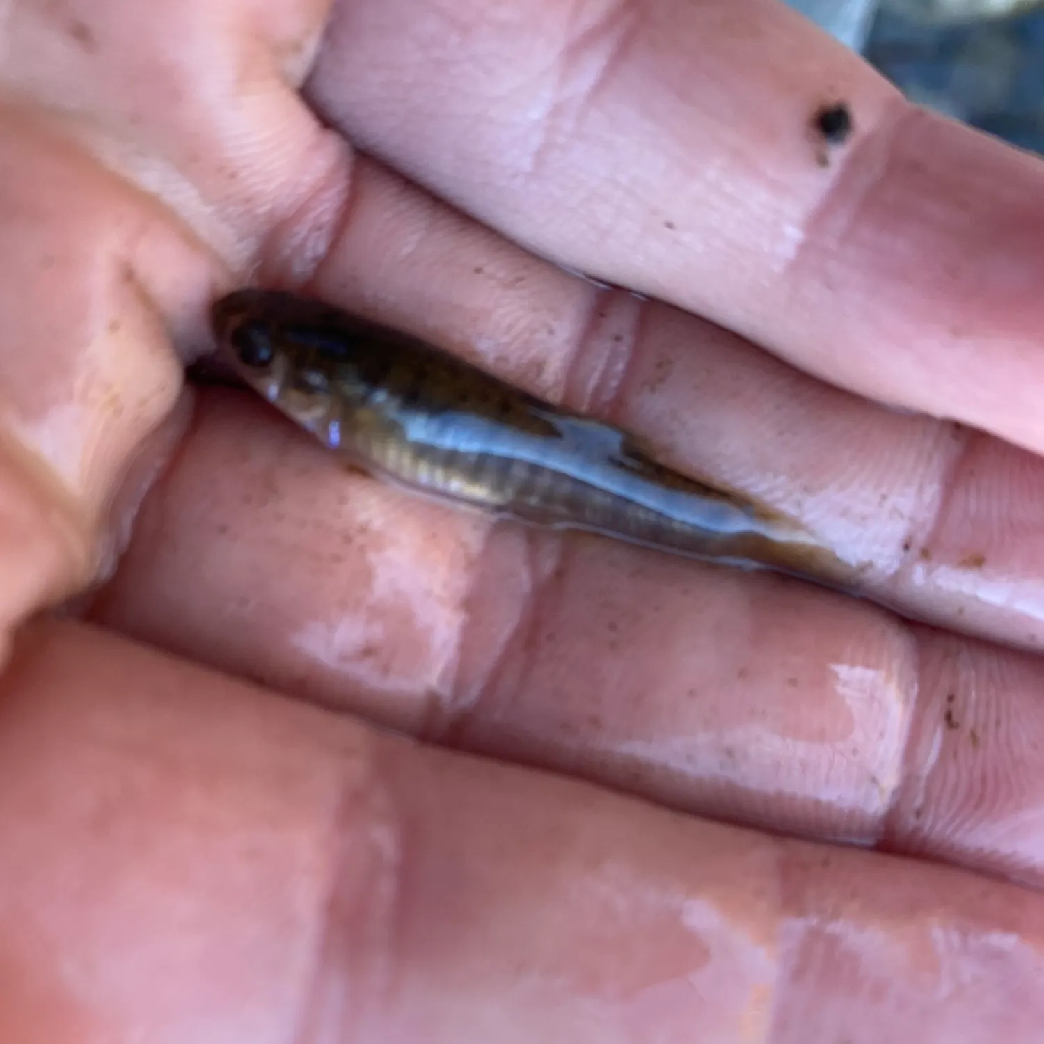 Mummichog caught on Fishbrain