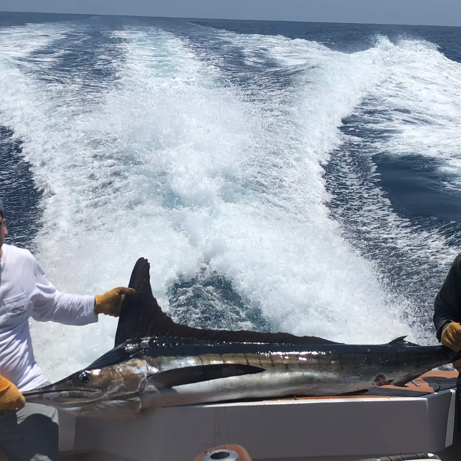 The most recent Striped marlin catches on Fishbrain