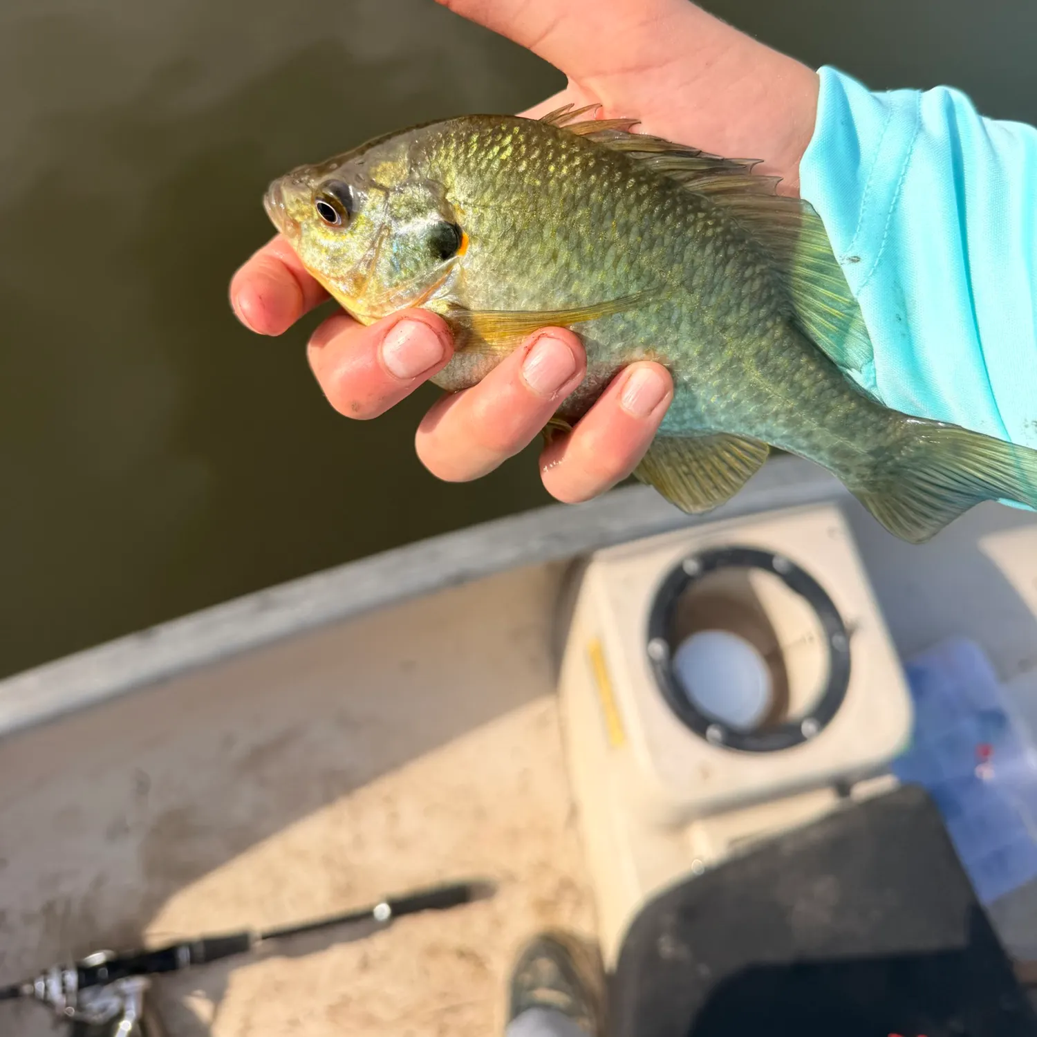 Redear sunfish caught on Fishbrain