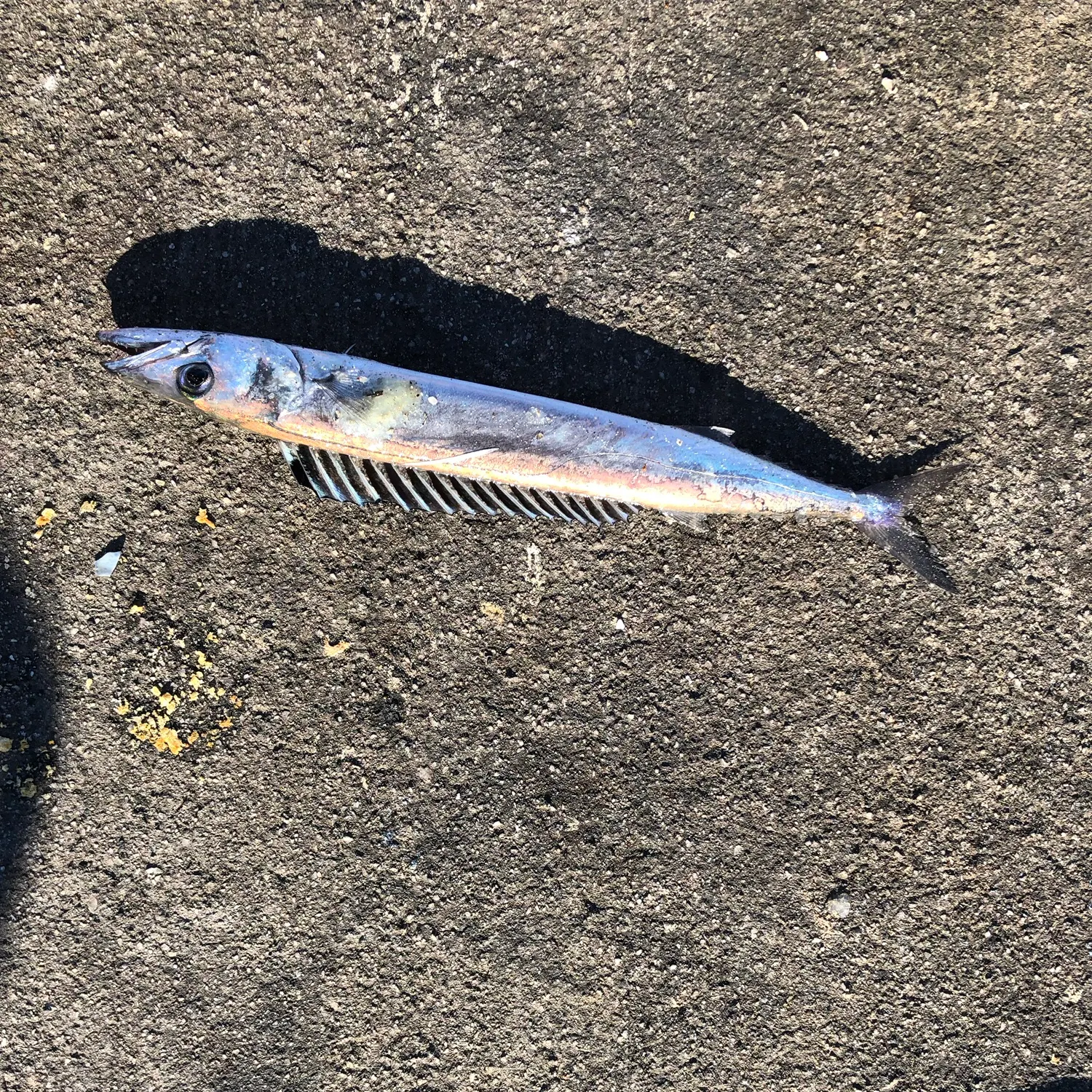 The most recent Snoek catches on Fishbrain