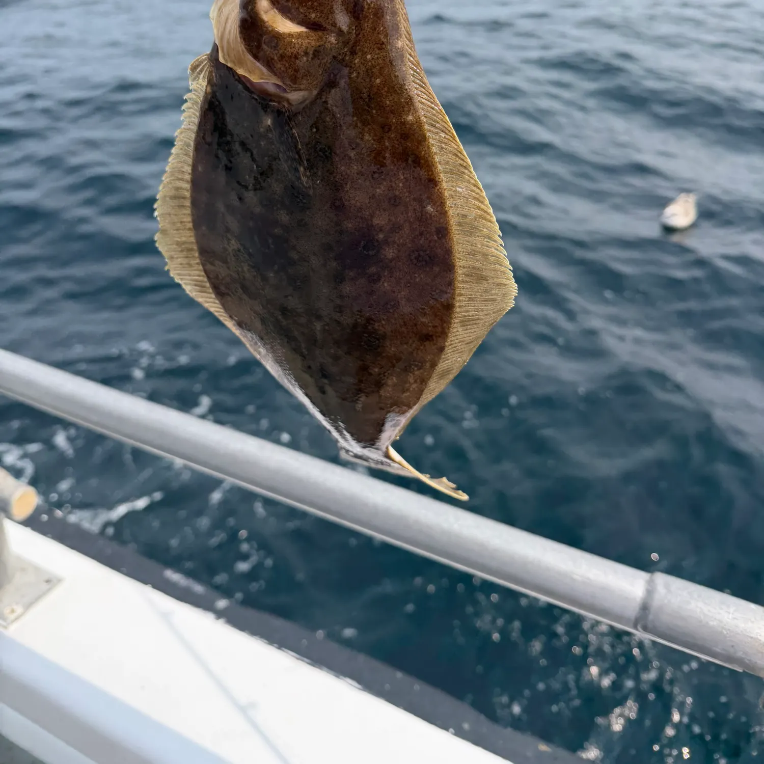 Summer flounder caught on Fishbrain