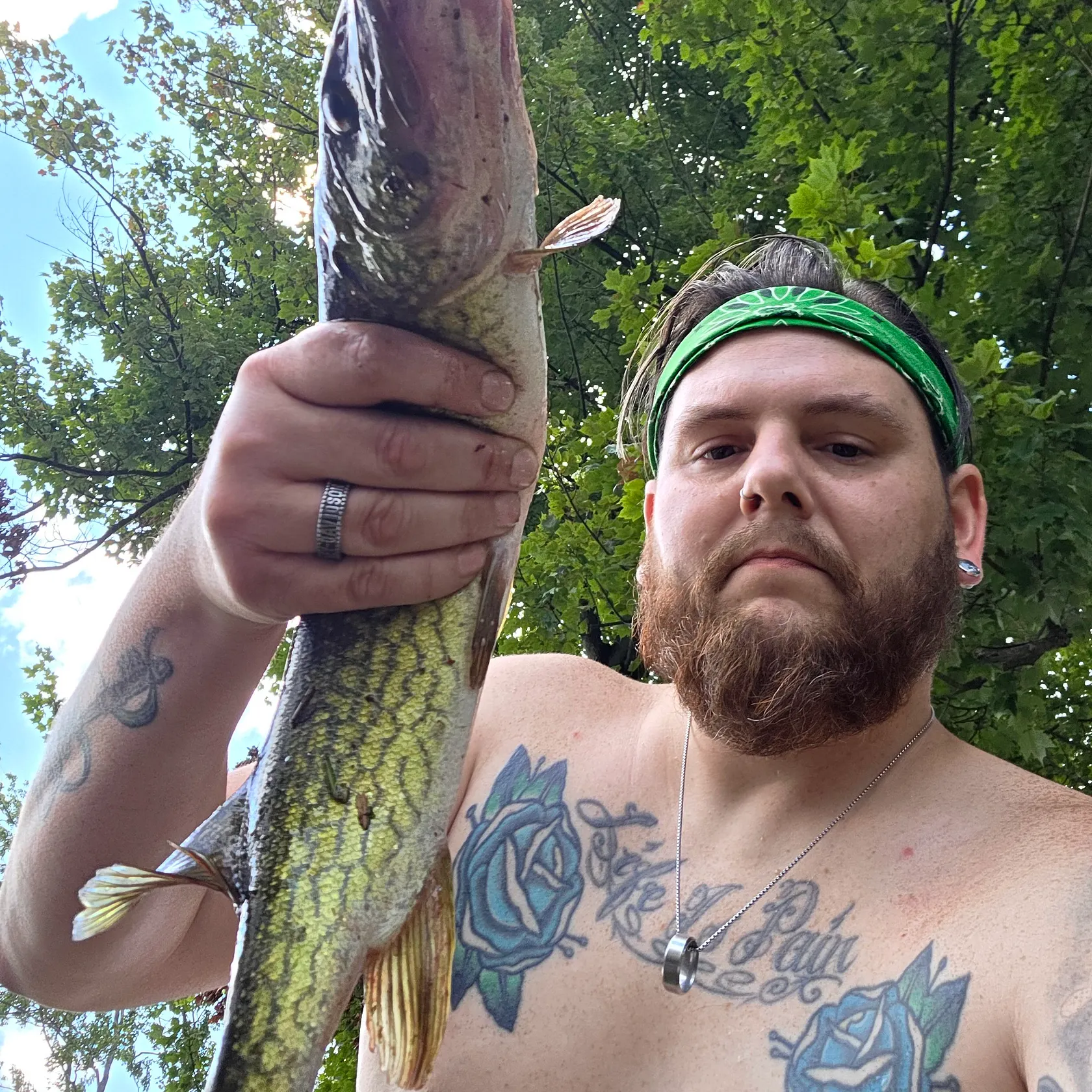 Chain pickerel caught on Fishbrain