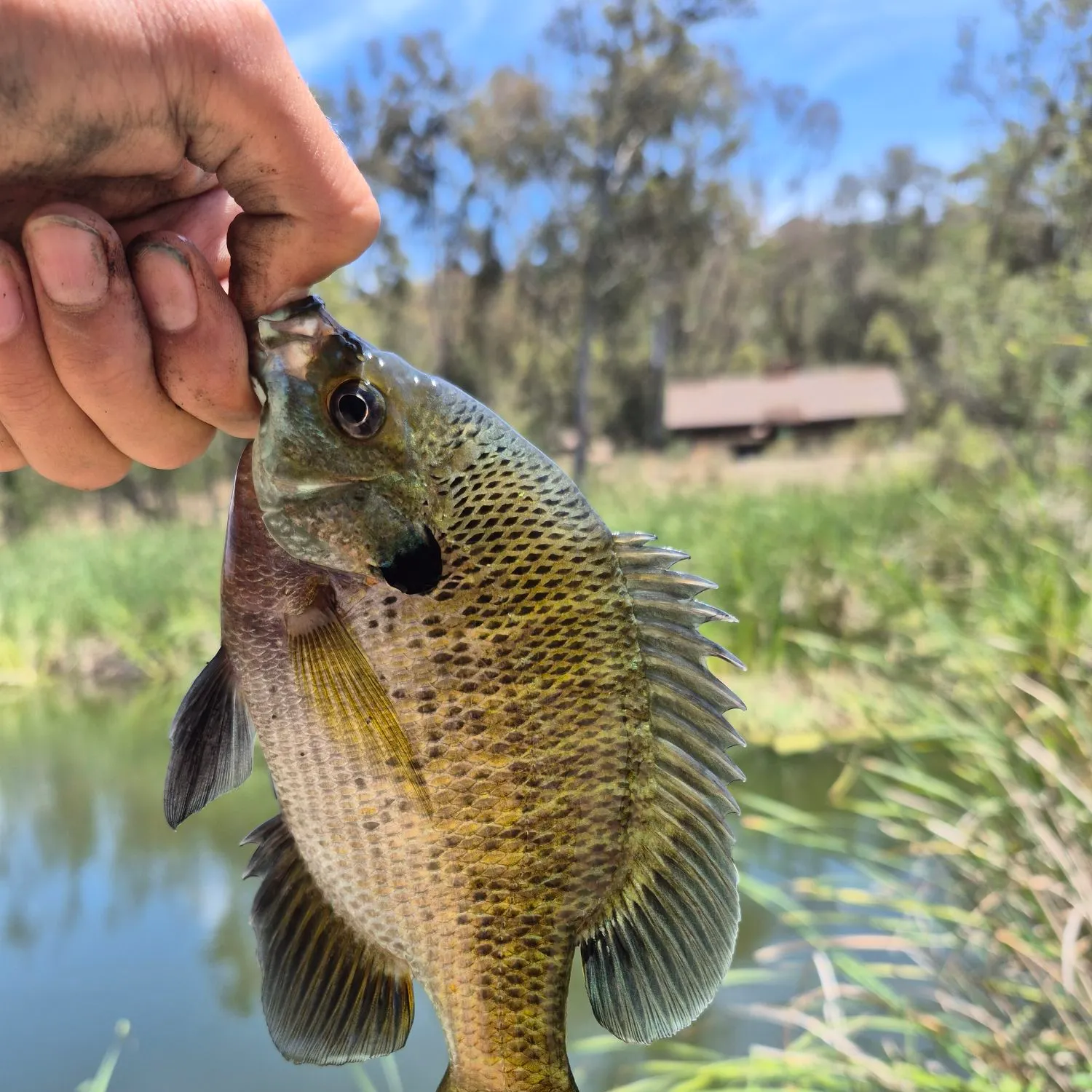 catch