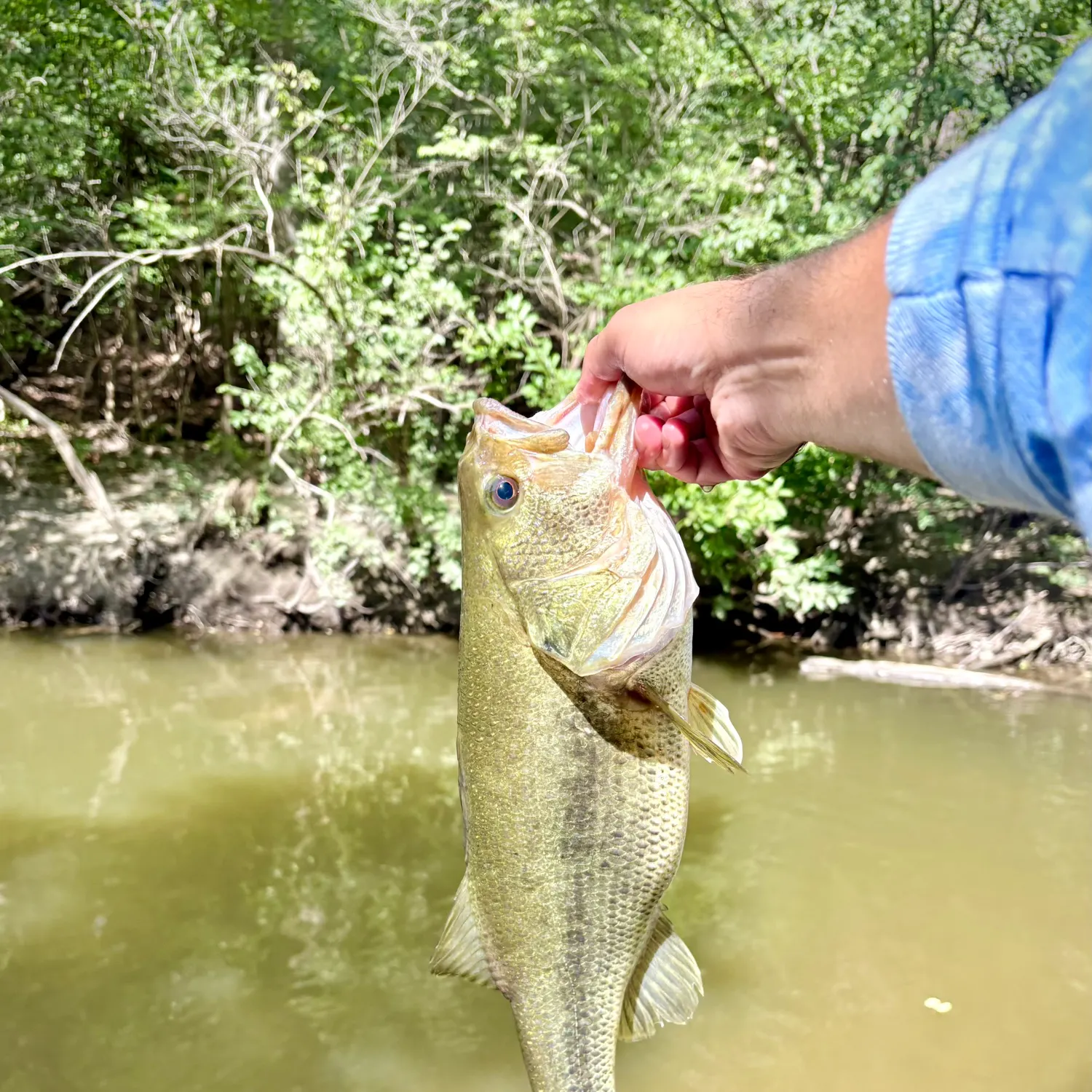 Largemouth bass caught on Fishbrain