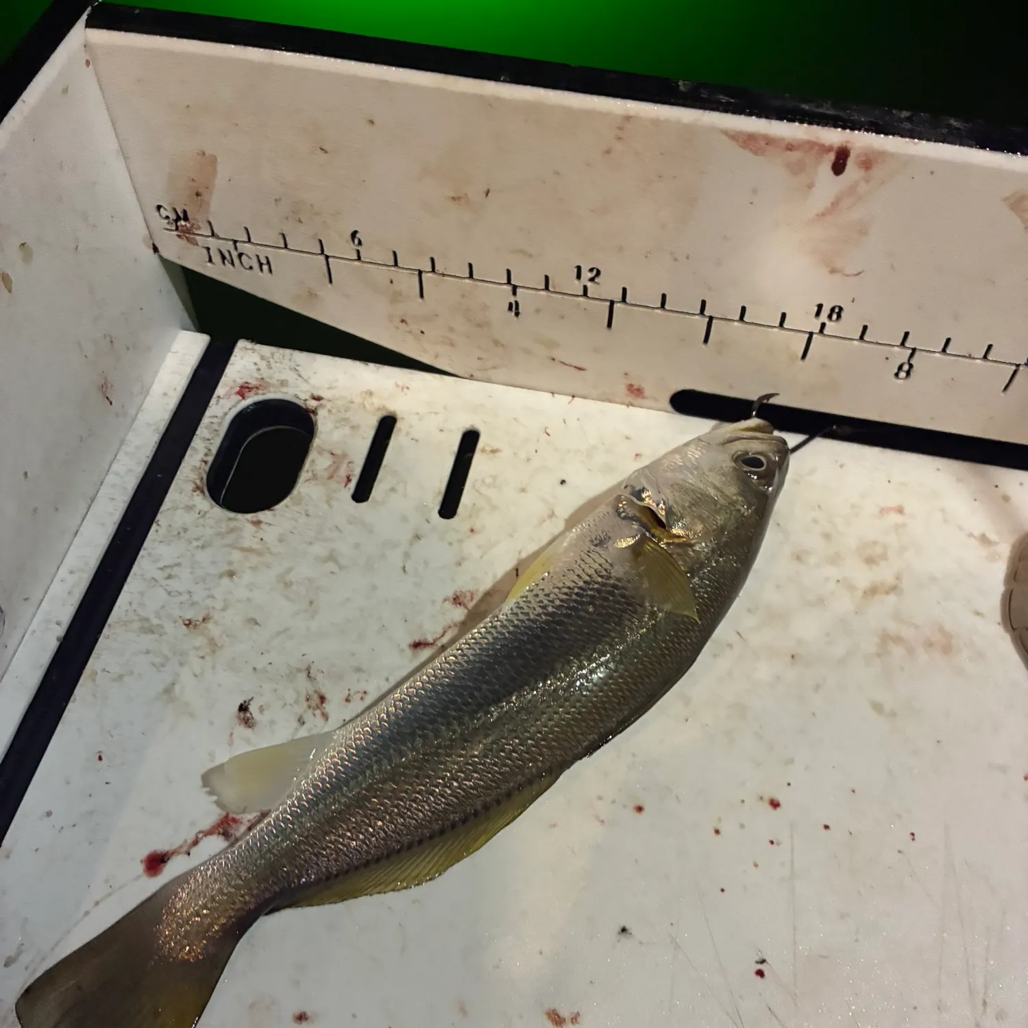 Sand seatrout caught on Fishbrain