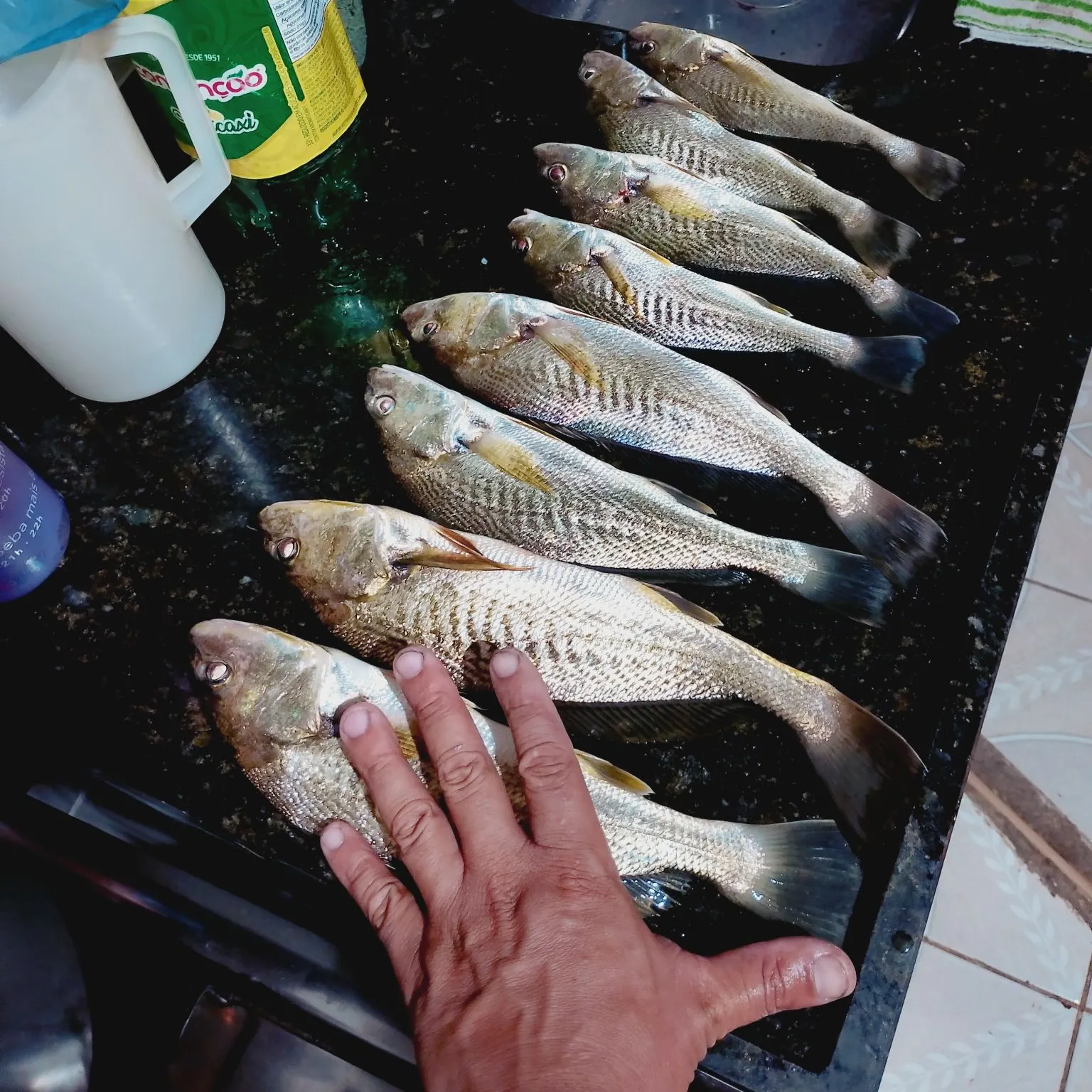 recently logged catches