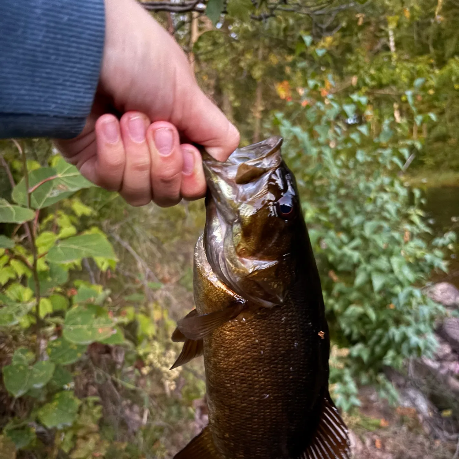 Smallmouth bass caught on Fishbrain