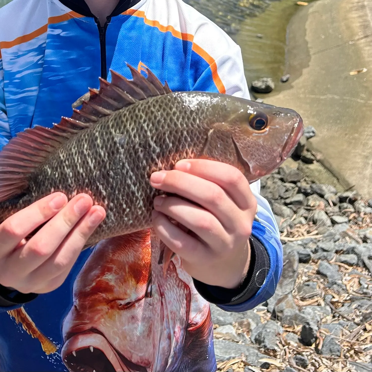 The most recent Mangrove red snapper catches on Fishbrain
